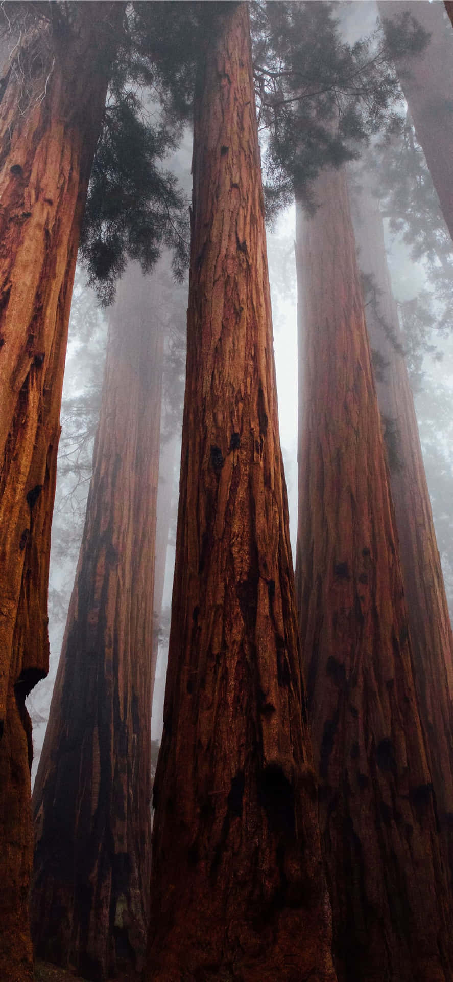 Parquenacional Redwood Bosque Brumoso Fondo de pantalla