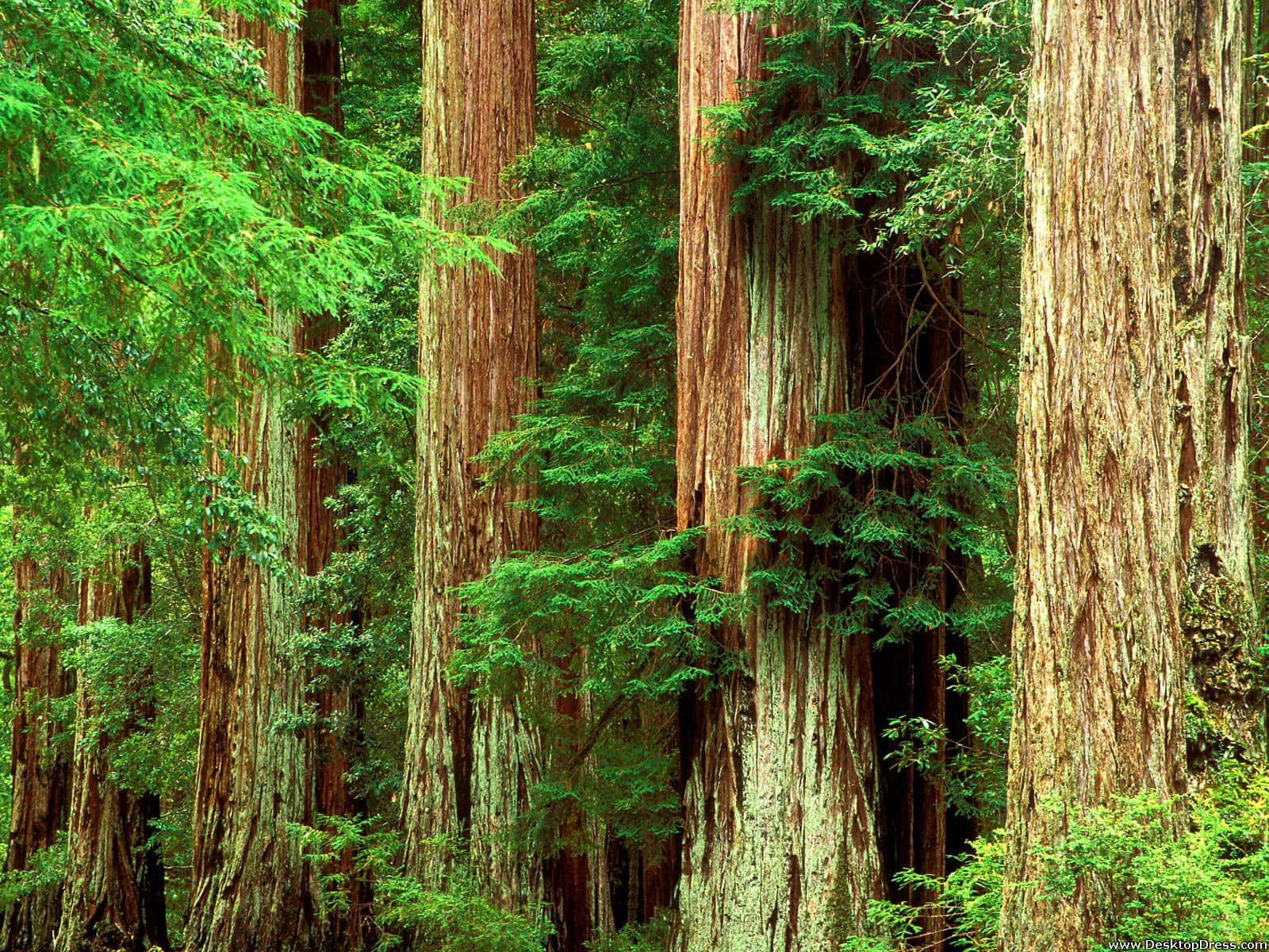 Tapet af rødgran National Park med mosdækkede træer. Wallpaper