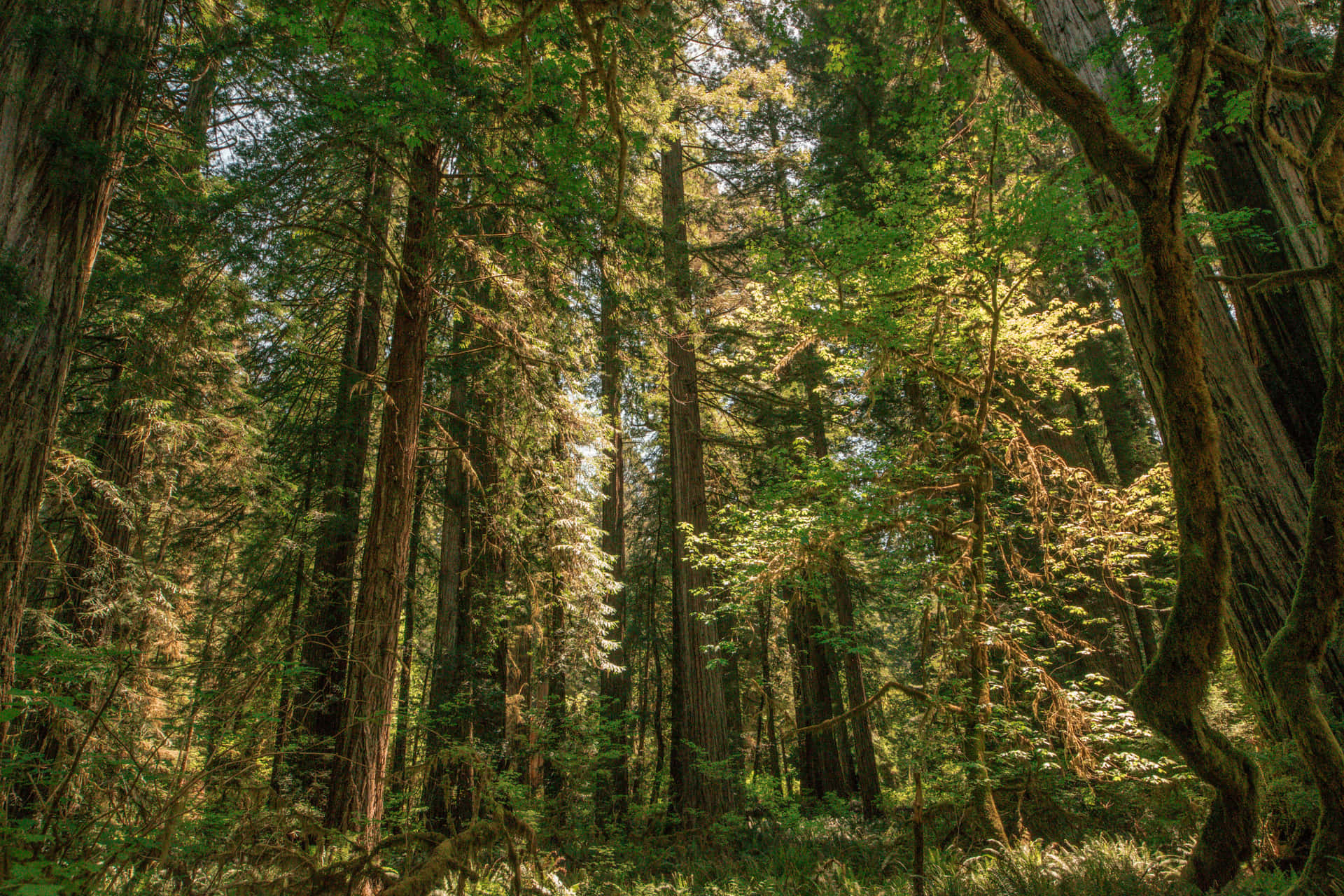 Denne vægmaleri viser en dramatisk skov i Redwood National Park, fyldt med gamle, nativ træ. Wallpaper