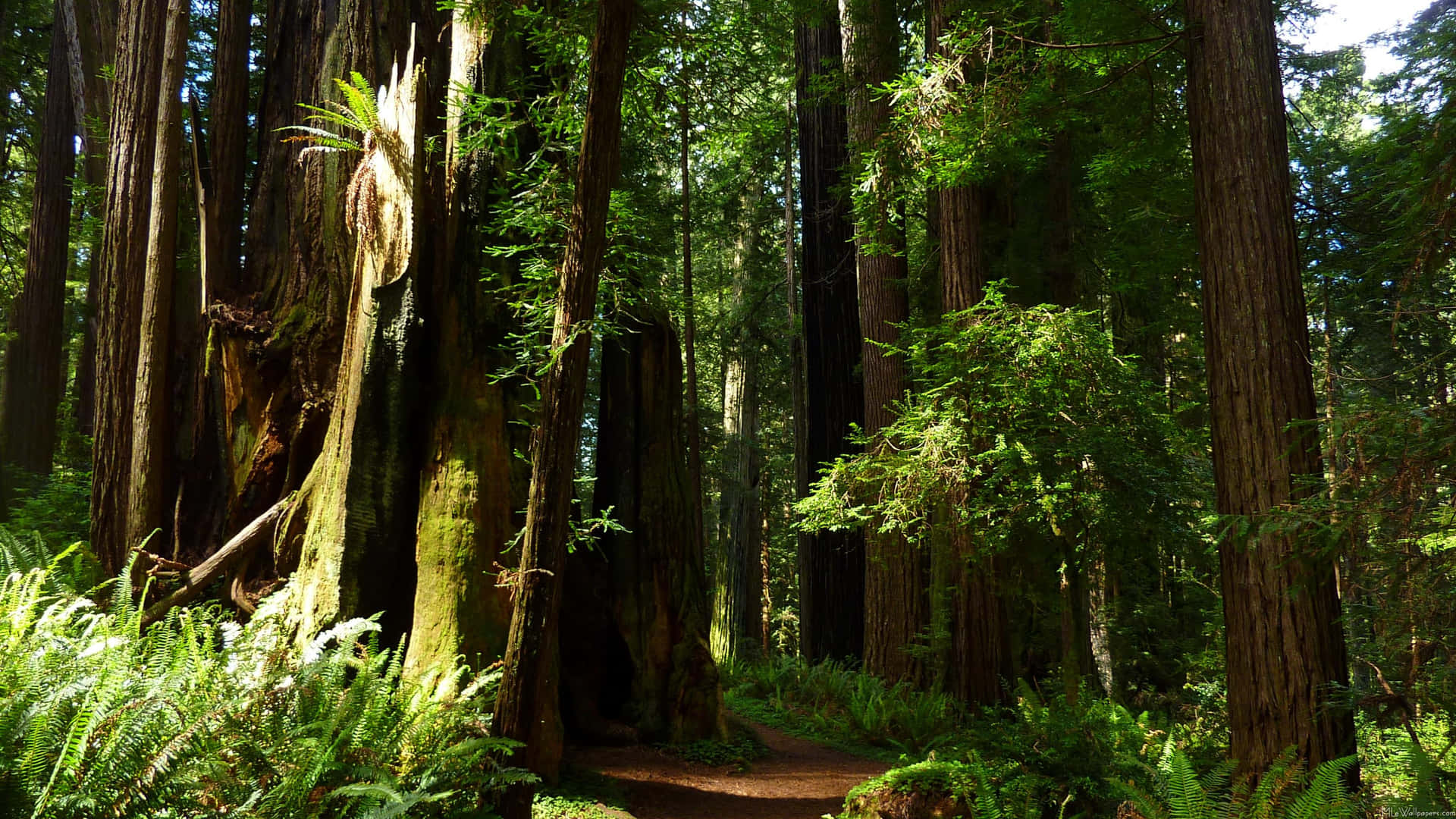 Redwoodnational Park Gamla Skogar Wallpaper