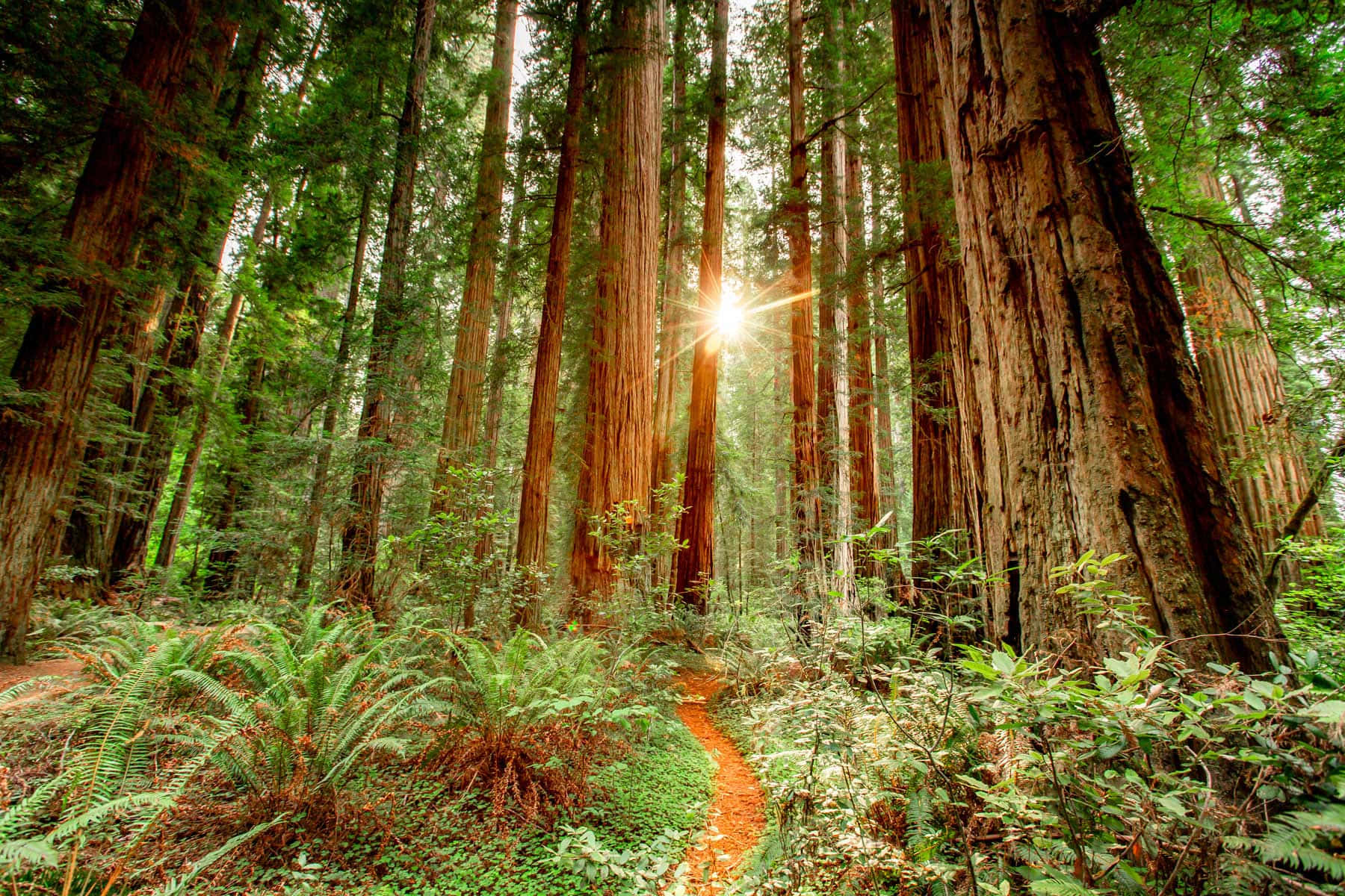 Parquenacional De Redwood Árboles De Secuoyas Centenarias Fondo de pantalla