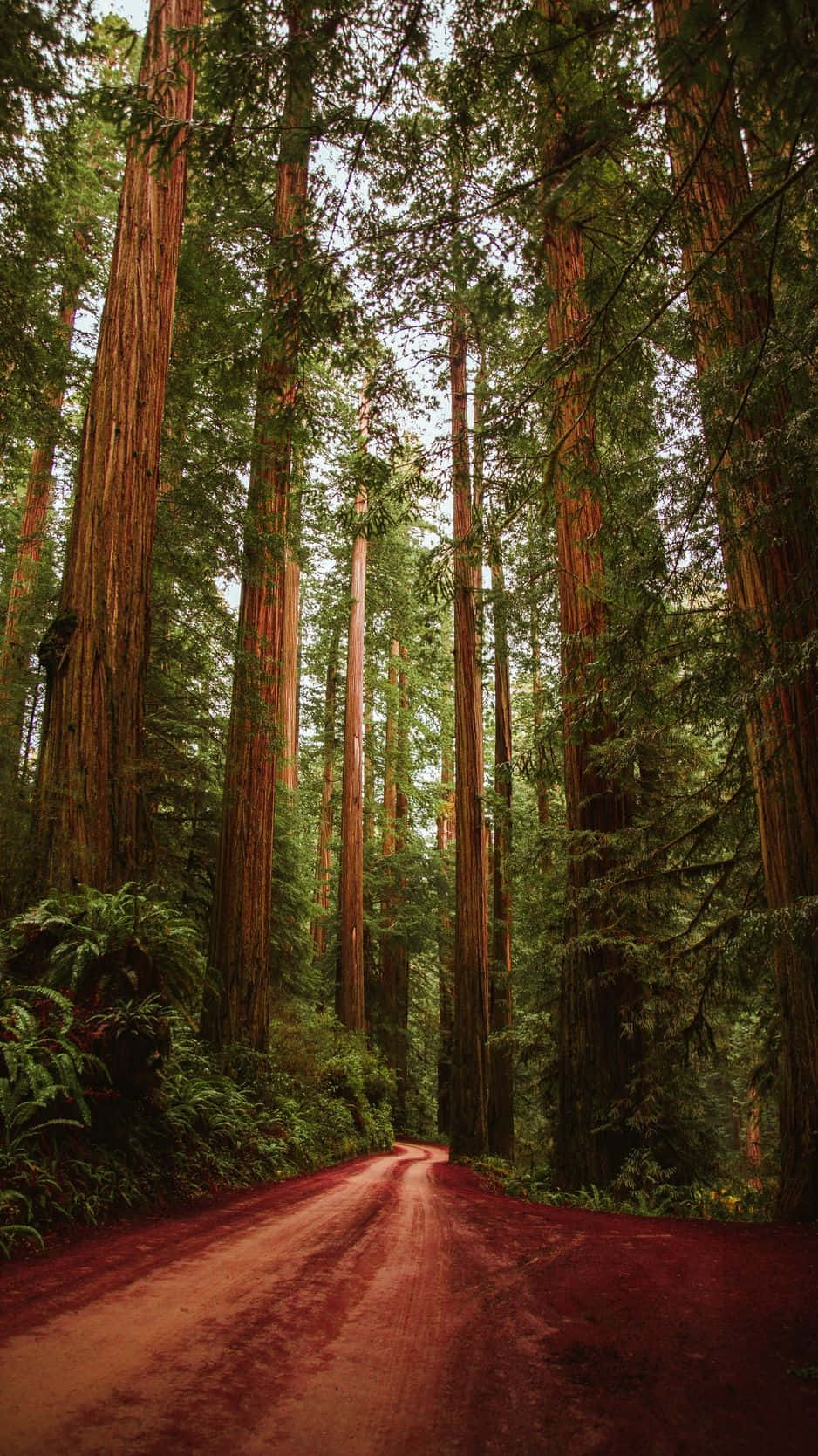 Parquenacional Redwood Barro Rojo Fondo de pantalla