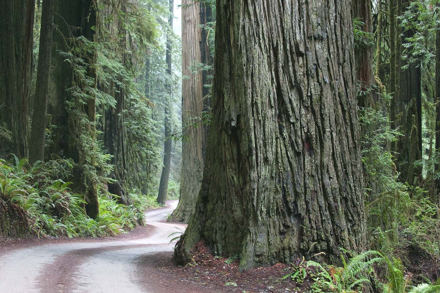 Parquenacional Redwood Bosque De Secuoyas Fondo de pantalla