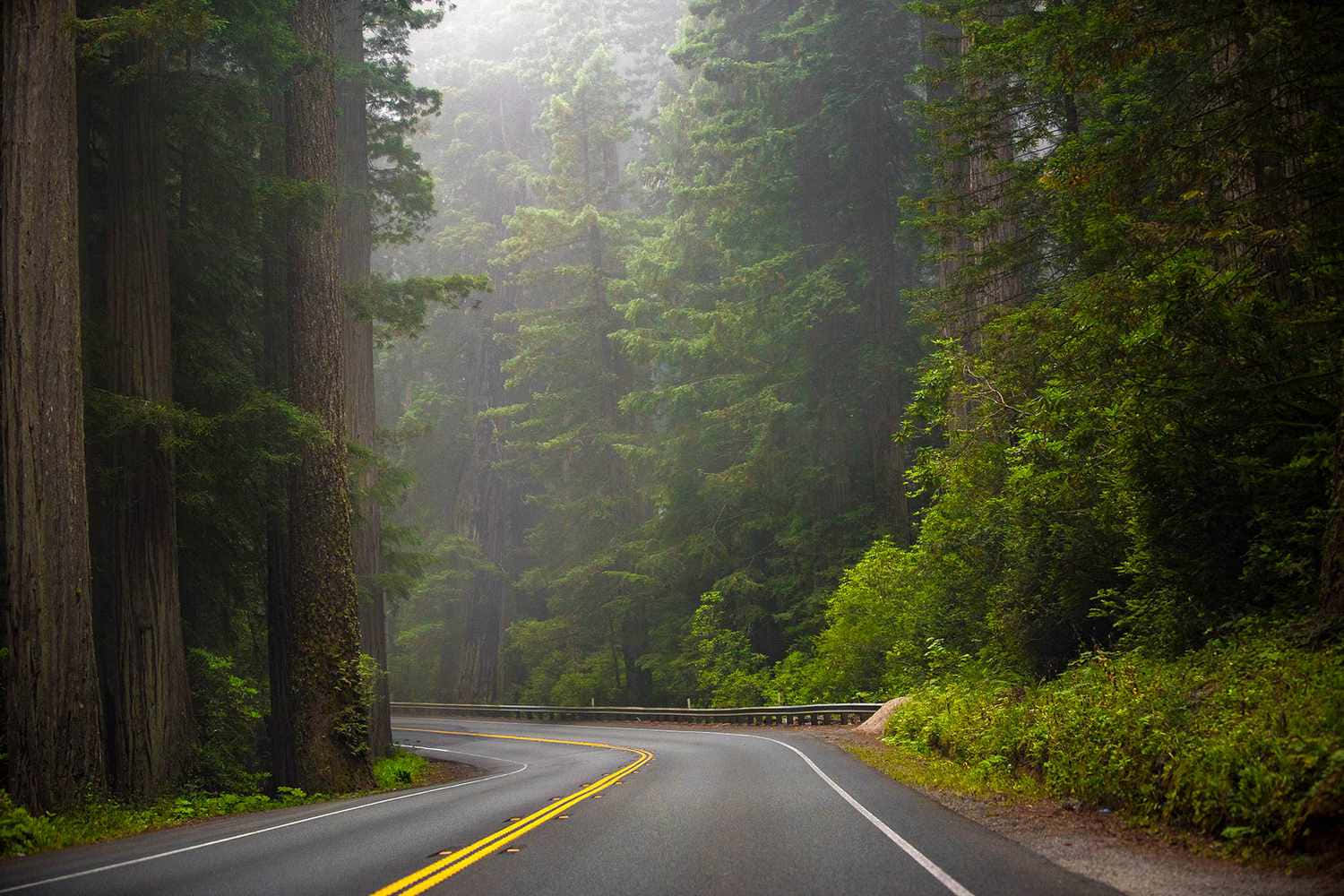 Redwood National Park Scenic Driving Road Wallpaper
