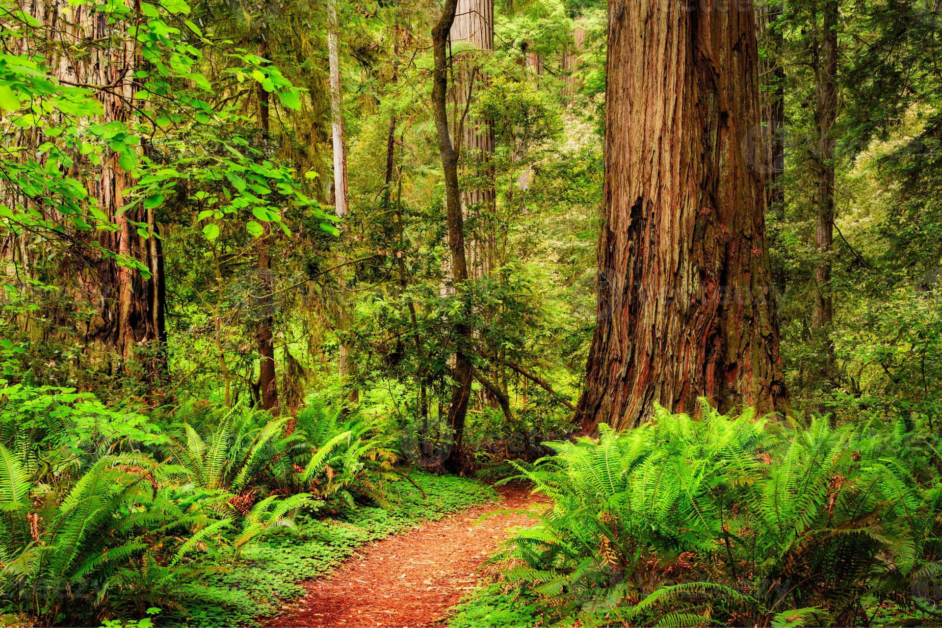 Redwood National Park Secluded Hiking Trail Wallpaper