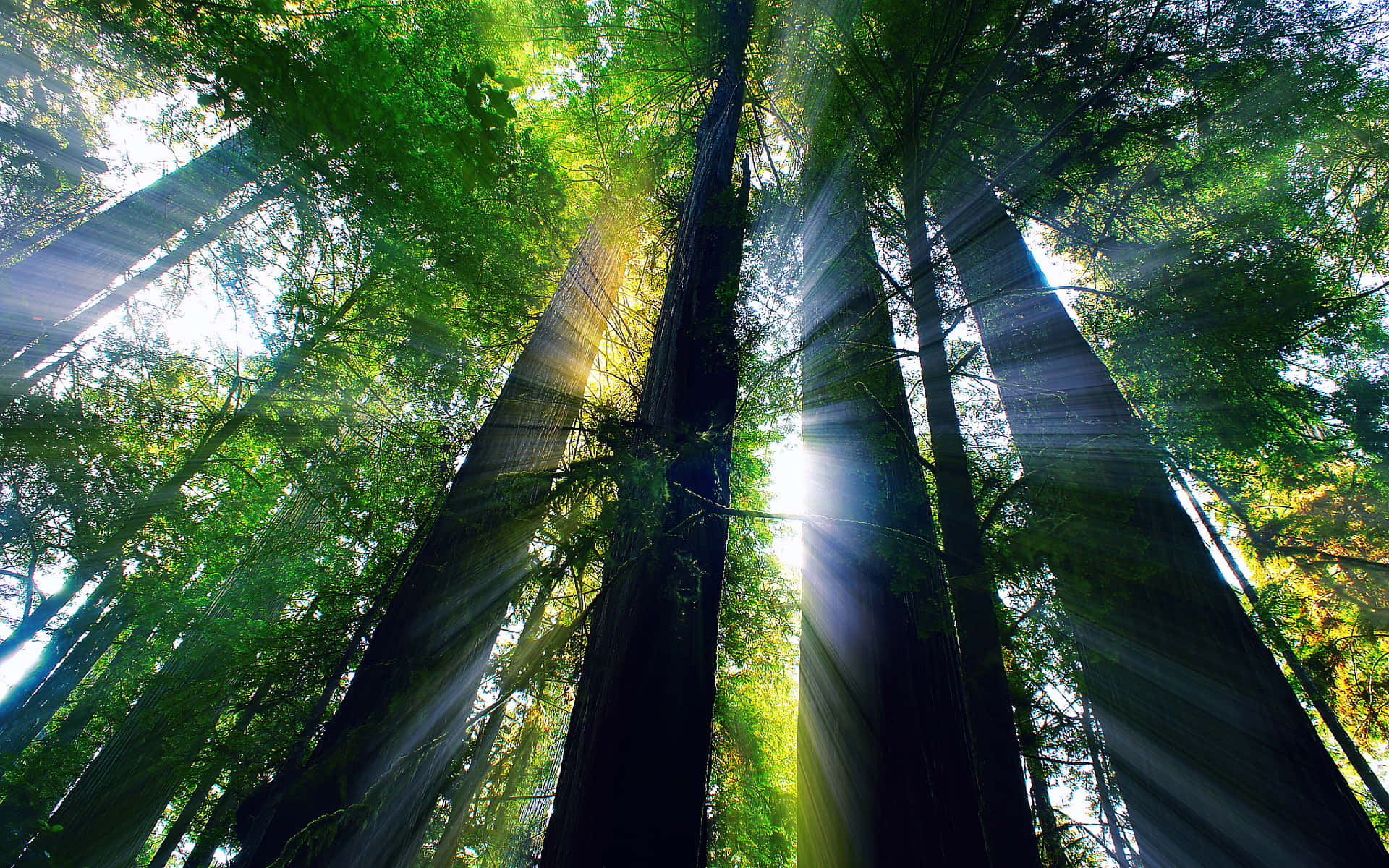 Redwoodnationalpark Silhouette Von Bäumen Wallpaper