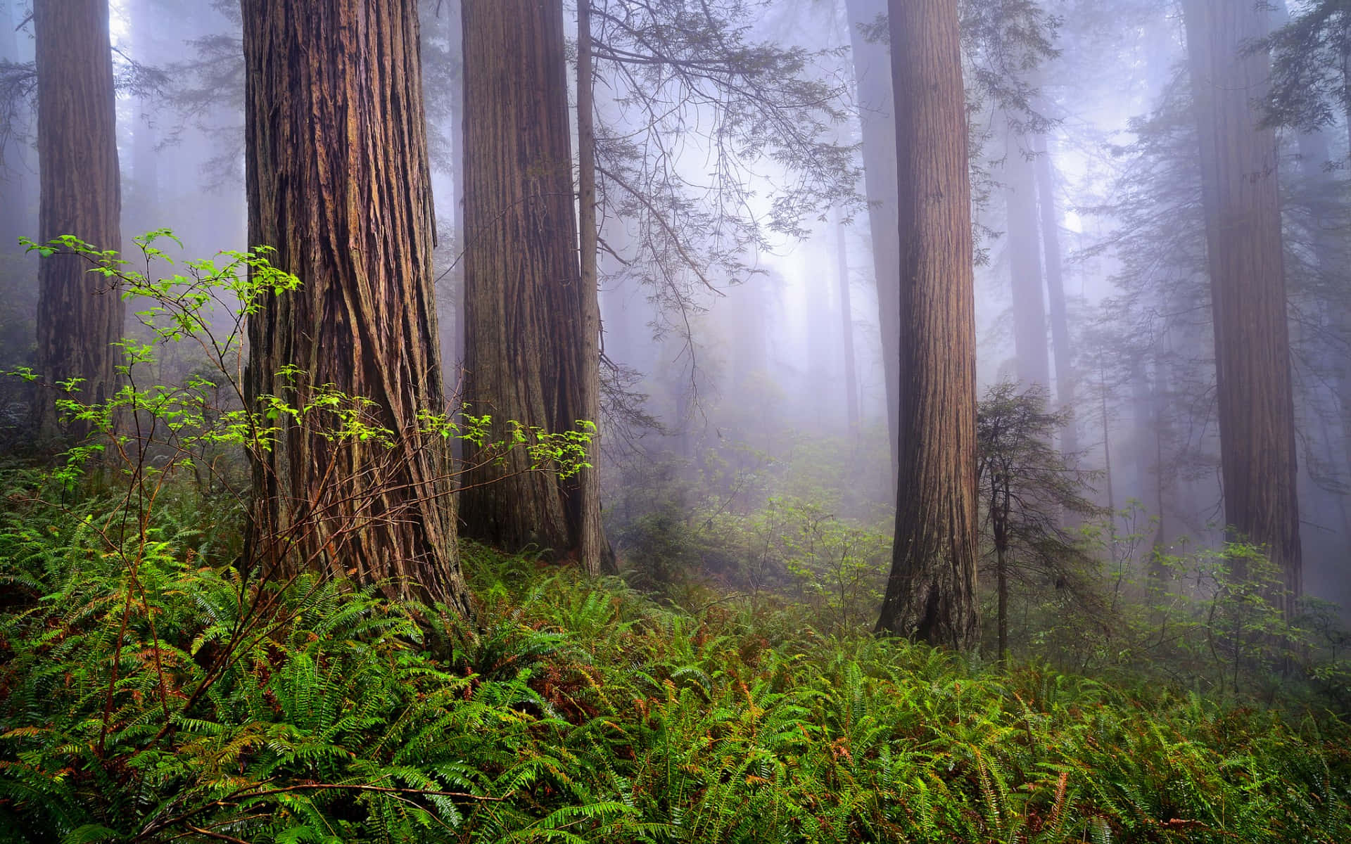 Redwood National Park Textured Tree Trunks Wallpaper