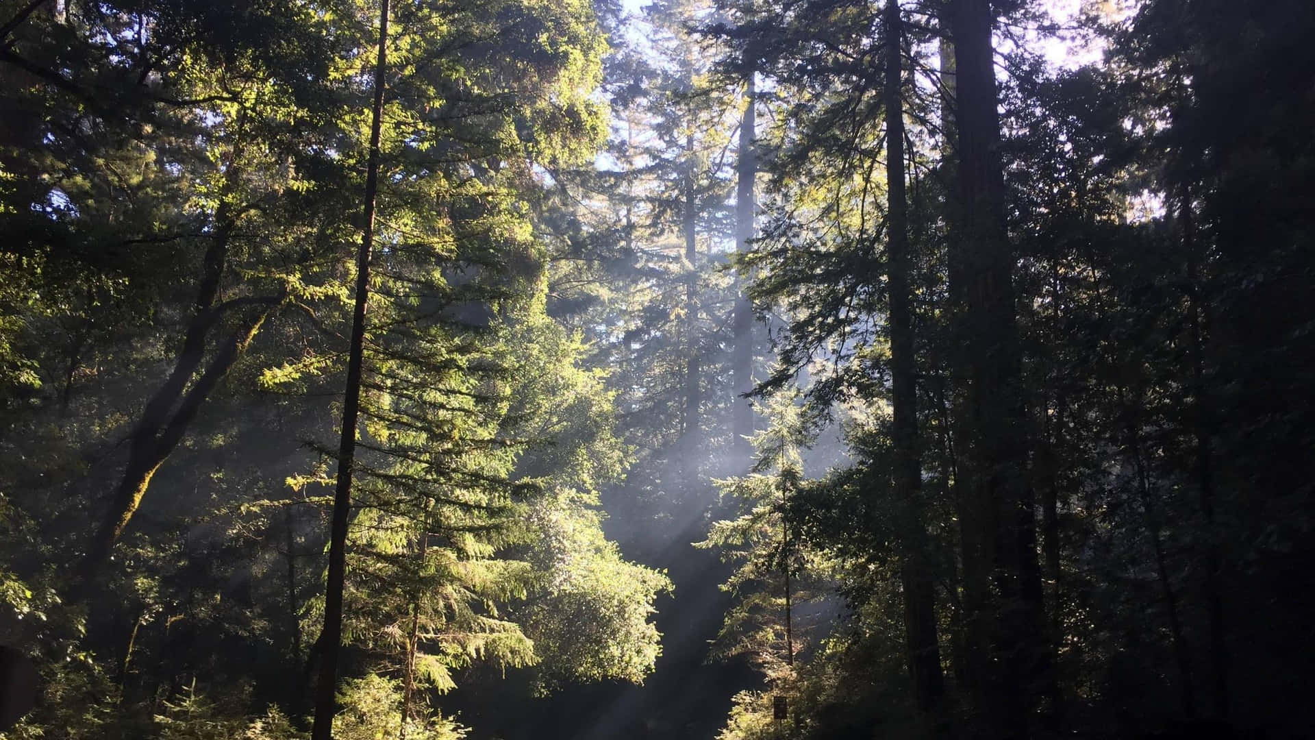 Redwoodnational Parks Tätast Lövskog Är Ett Fantastiskt Val Som Bakgrundsbild För Datorer Eller Mobiltelefoner. Wallpaper