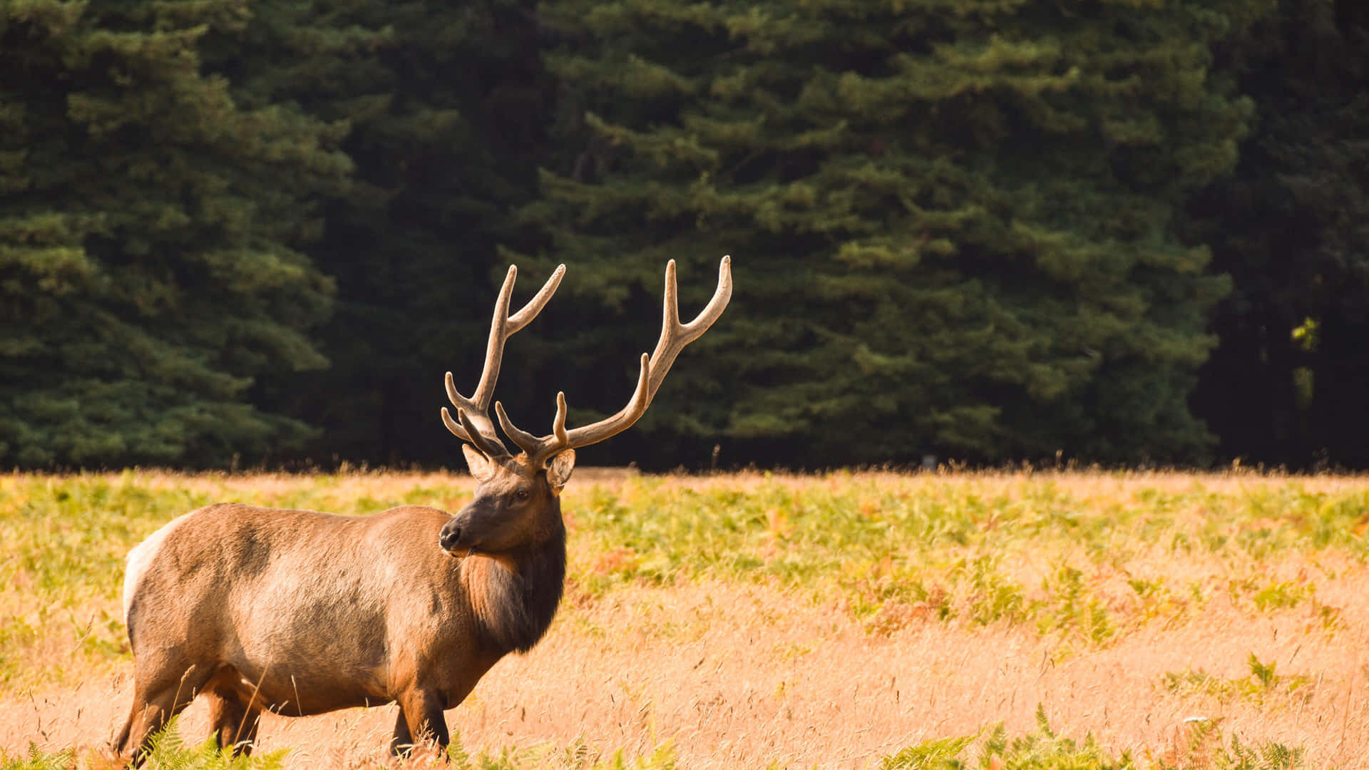 Parquenacional De Redwood Elk Tule Fondo de pantalla