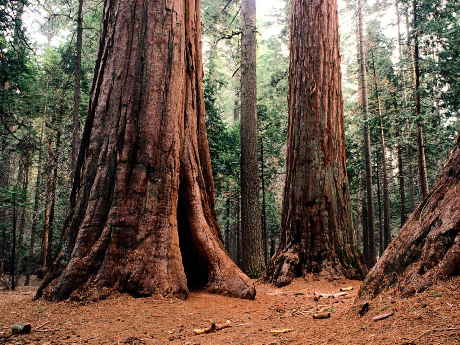 Majestic Redwood Trees in California