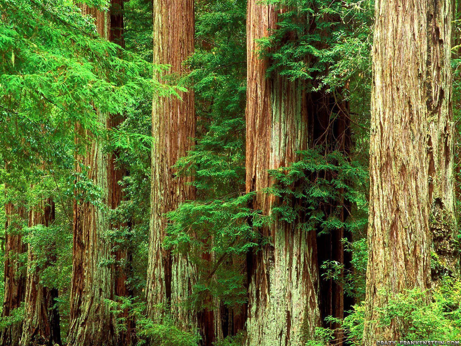 "Majestic Redwood Trees in Northern California"