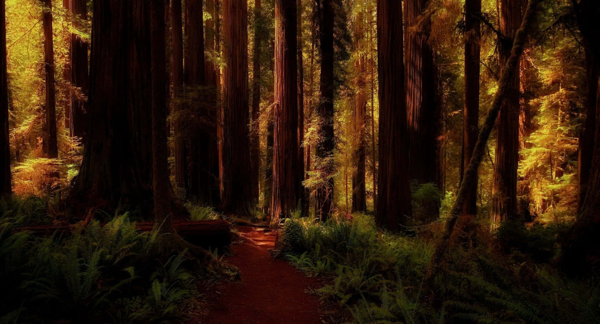 Tapetmed En Redwoodskog