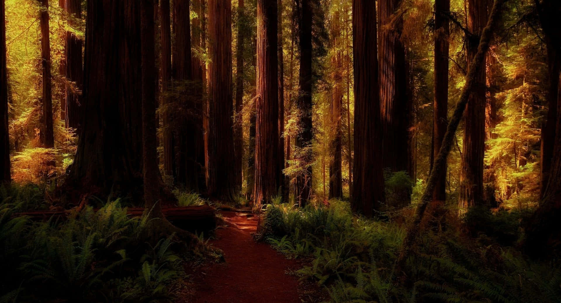 Sfondodel Bosco Di Sequoie Rosse