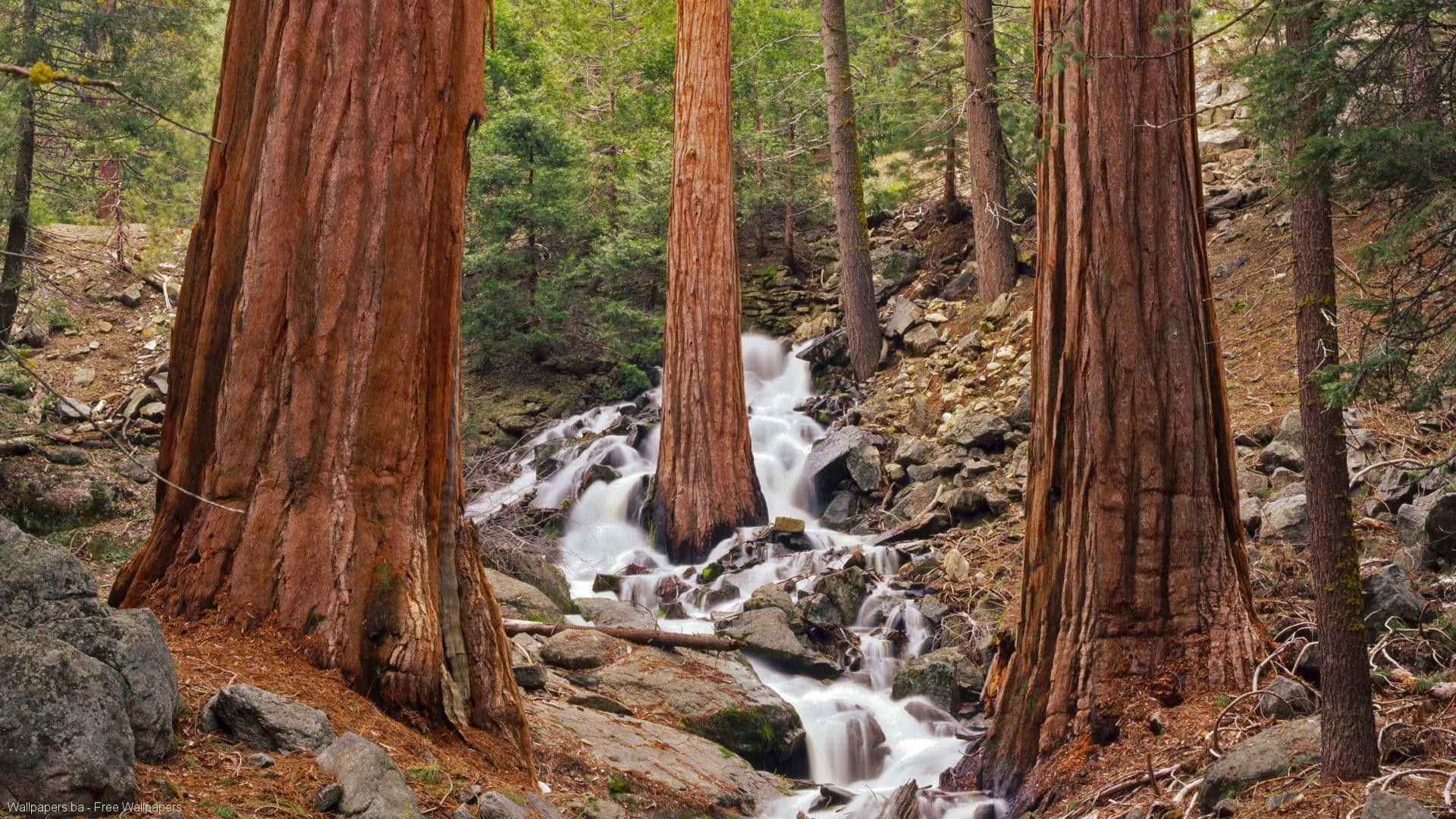 Redwood Trees in California