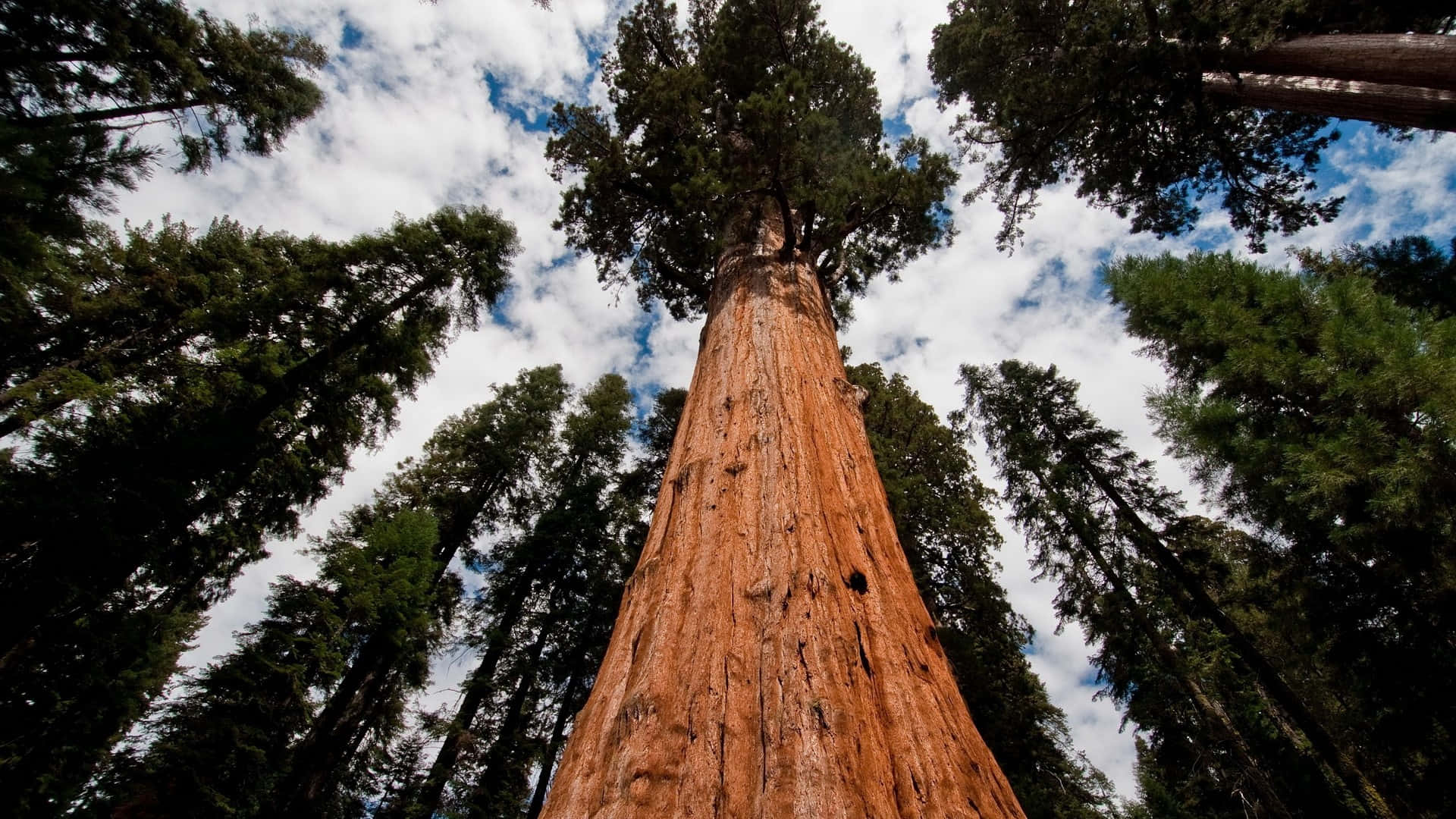 Possentialberi Di Sequoia In Una Foresta Vibrante