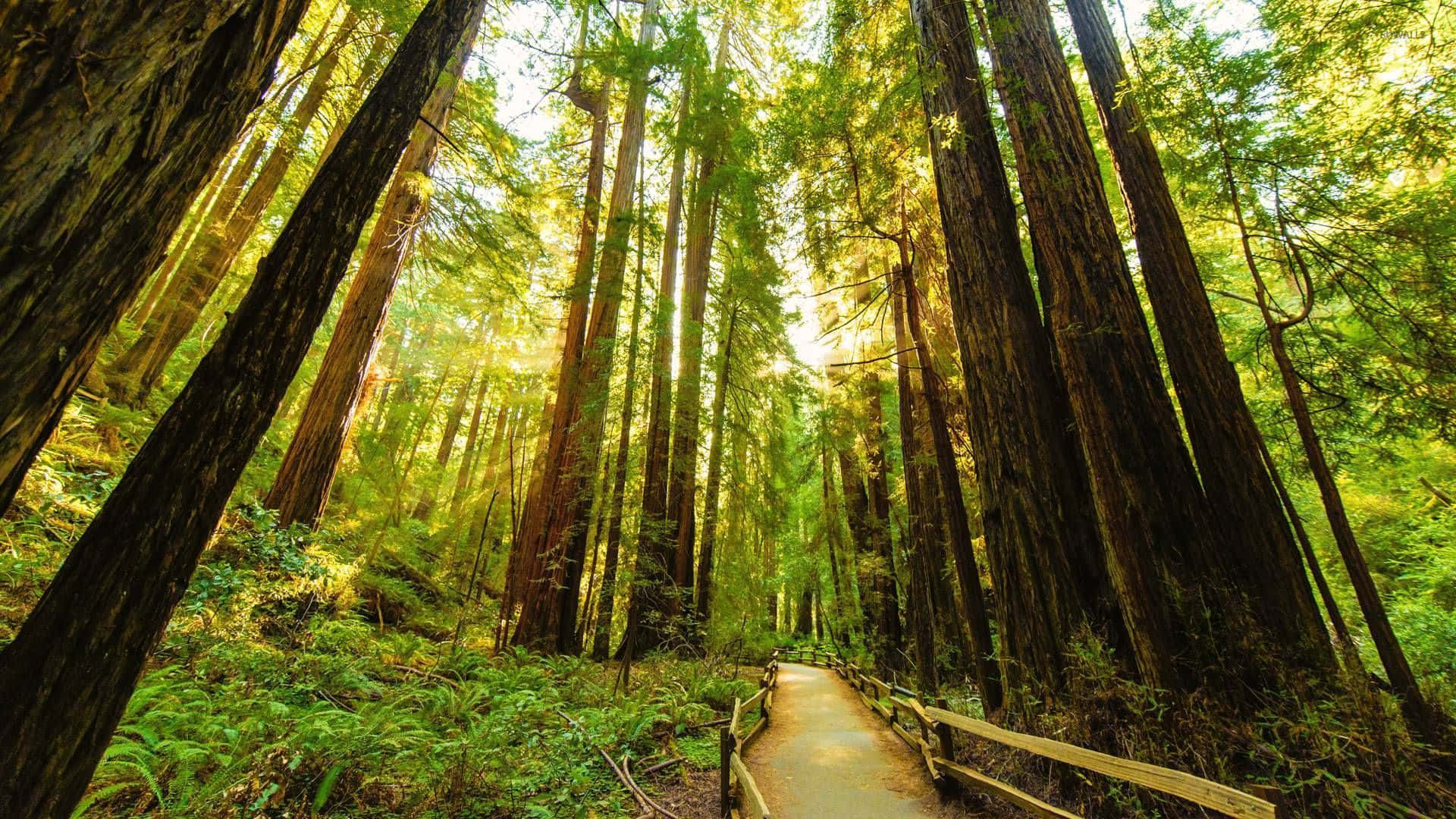 Passeggiandotra I Giganteschi Alberi Di Sequoia Rossa