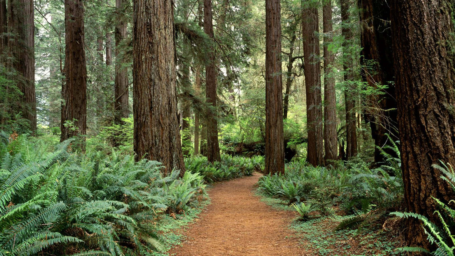 Alberidi Sequoia Nella Foresta Mista Di Conifere Della California