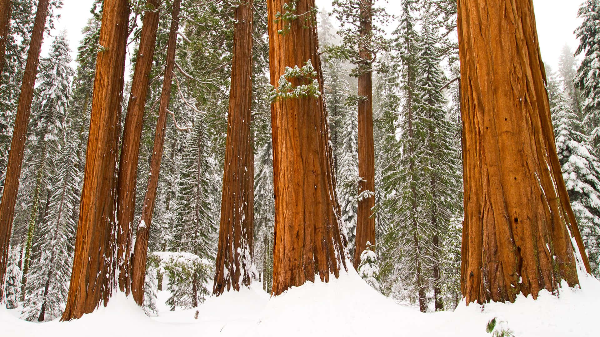Antichialberi Di Sequoia Si Ergono Maestosi In Una Foresta Rigogliosa E Verde.