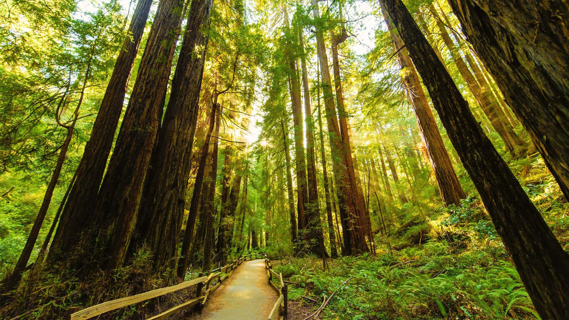 Redwood Trees in California