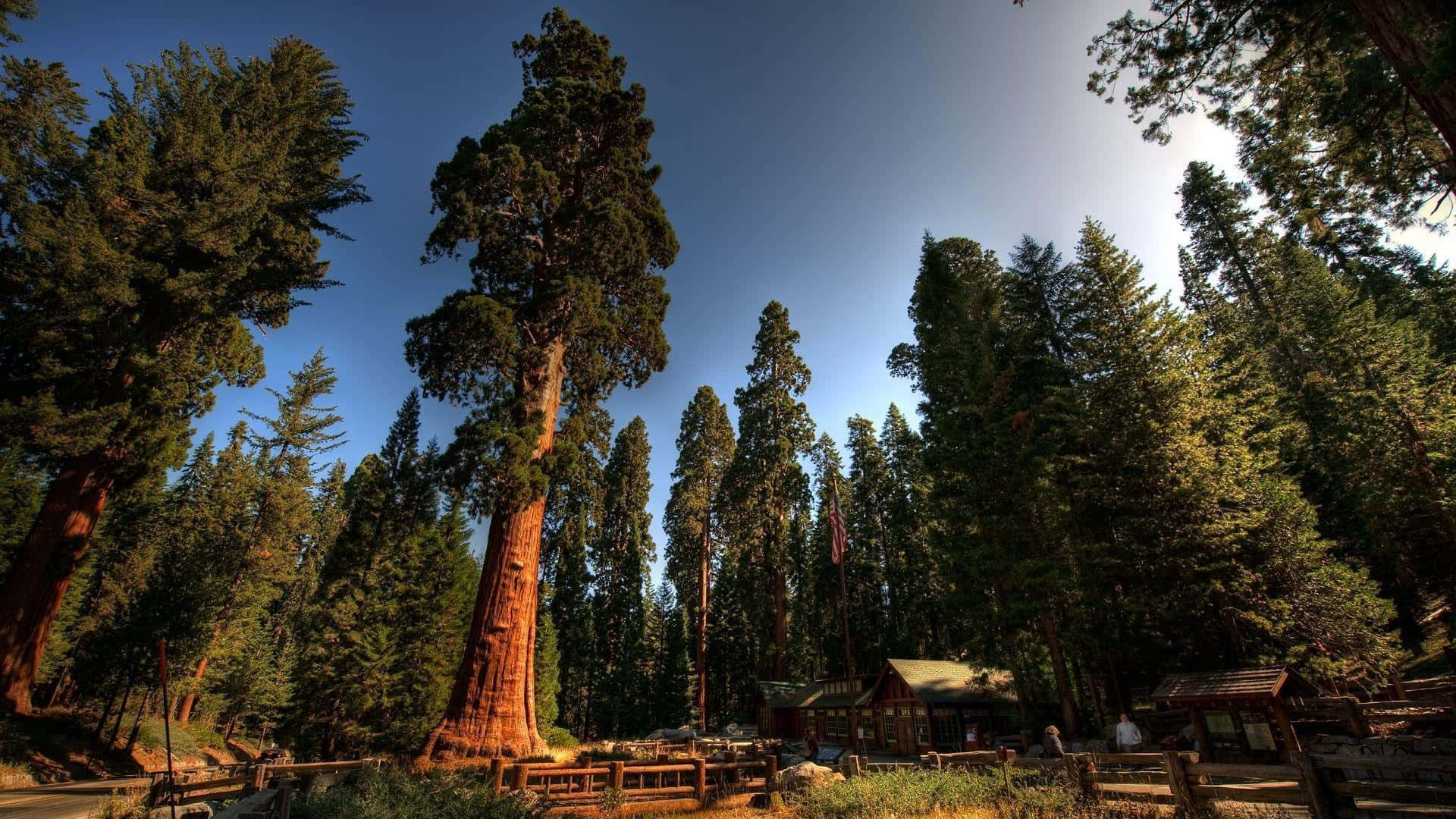 Duemaestosi Alberi Di Sequoia Rossa Che Si Ergono Fianco A Fianco Nella California Settentrionale