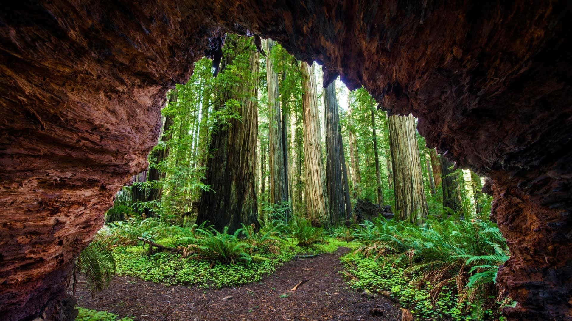"Dense Redwood Forest in Northern California"