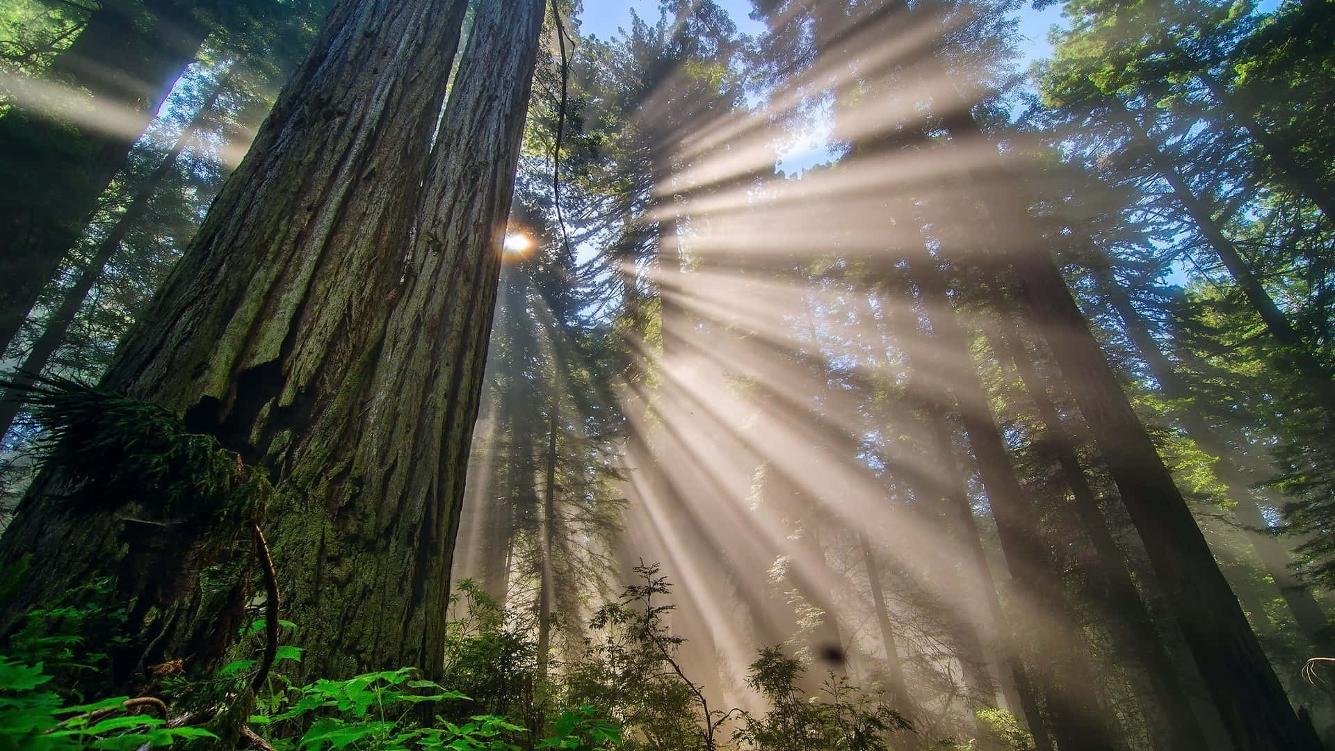 Gliimponenti Alberi Di Sequoia Della California