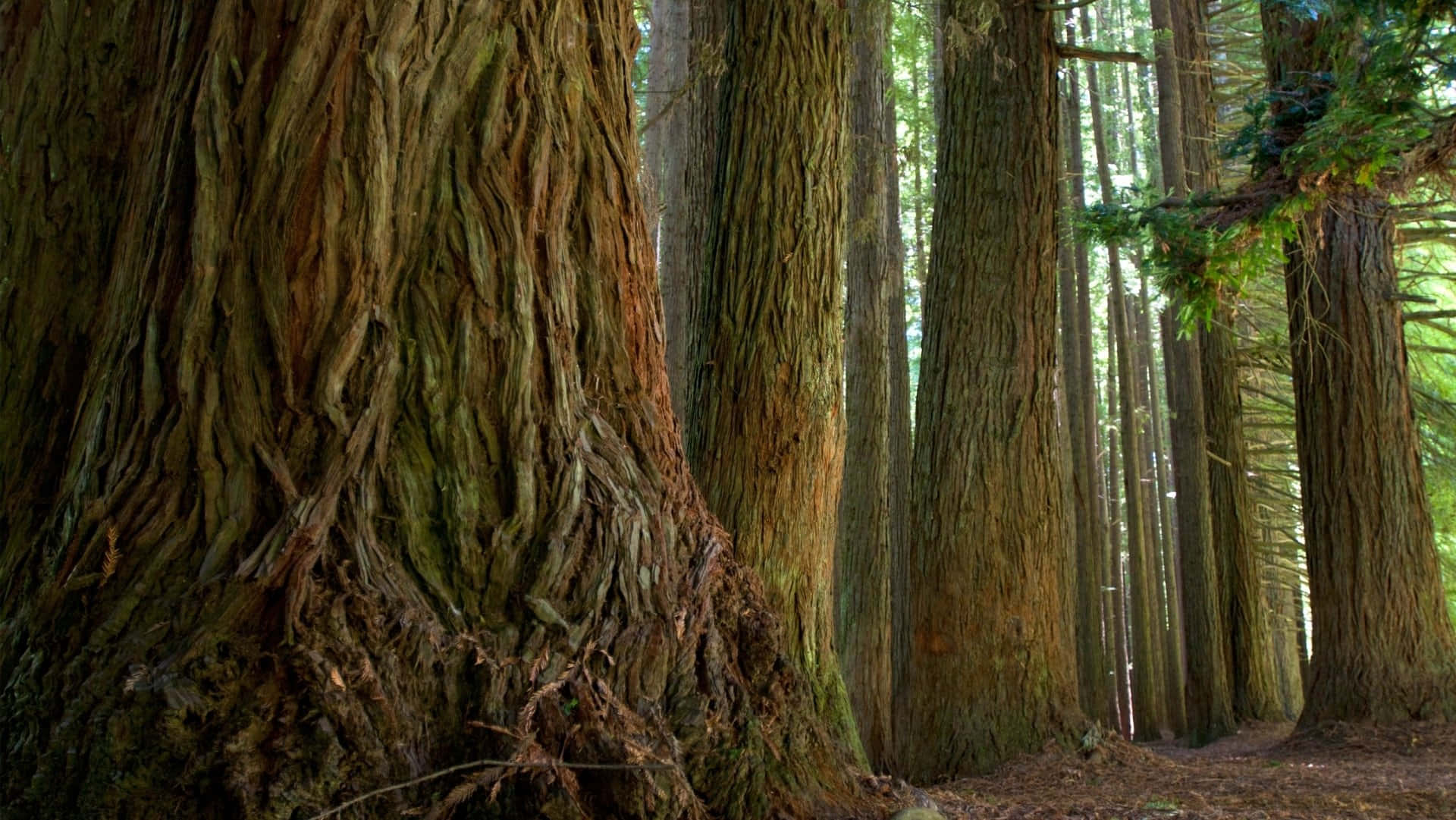 Majestic Redwood Trees in California