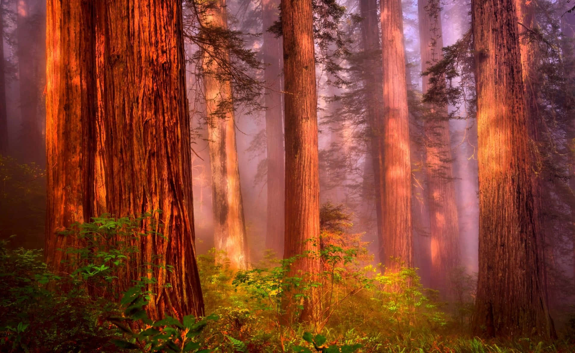Gliimponenti Alberi Di Sequoia Rossa Che Si Ergono Alti Nel Parco Nazionale E Statale Delle Sequoie Rosse
