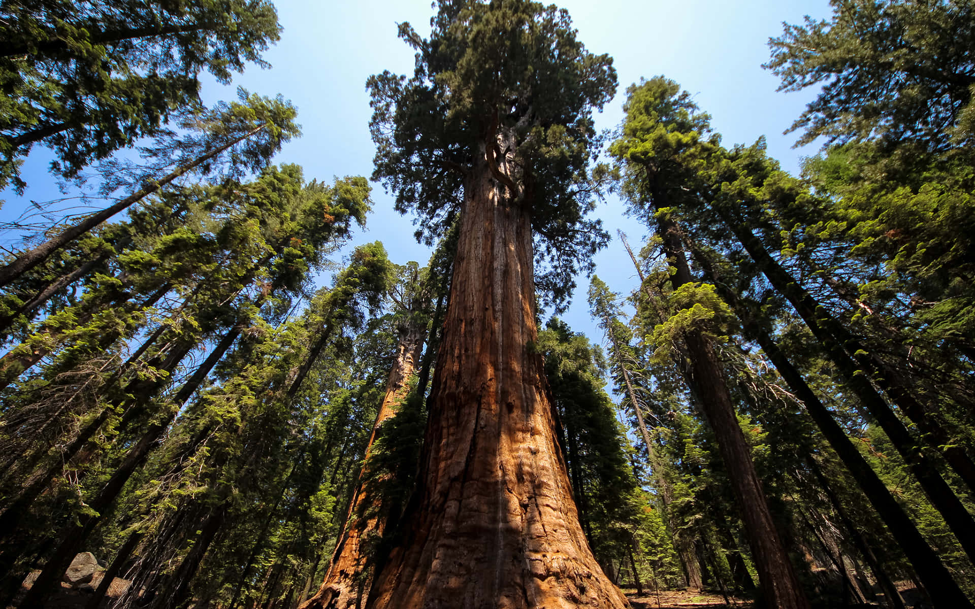 “Gigantic Redwood Trees fill the forest"