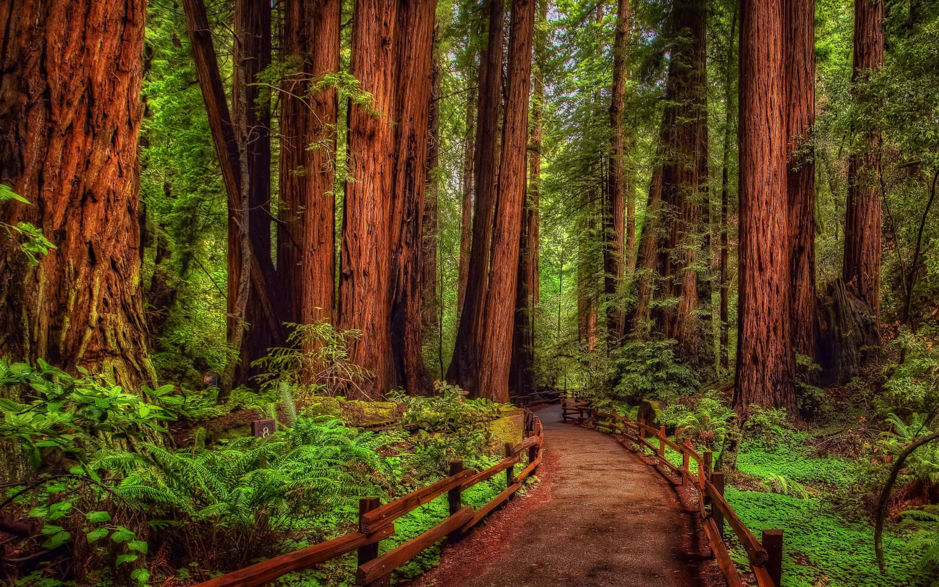 Towering redwood trees in California create a heavenly landscape