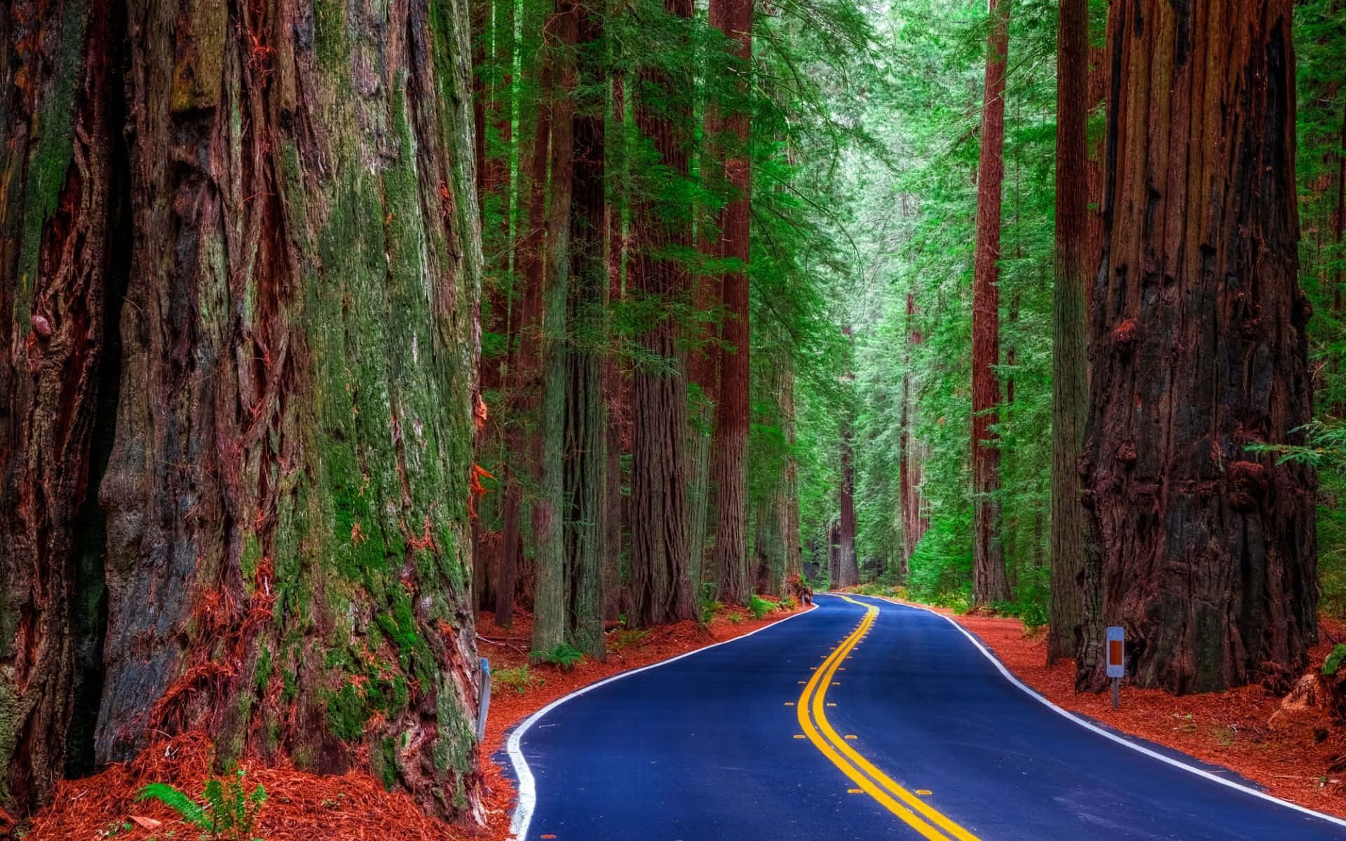 Alberidi Sequoia Nel Bosco Della California