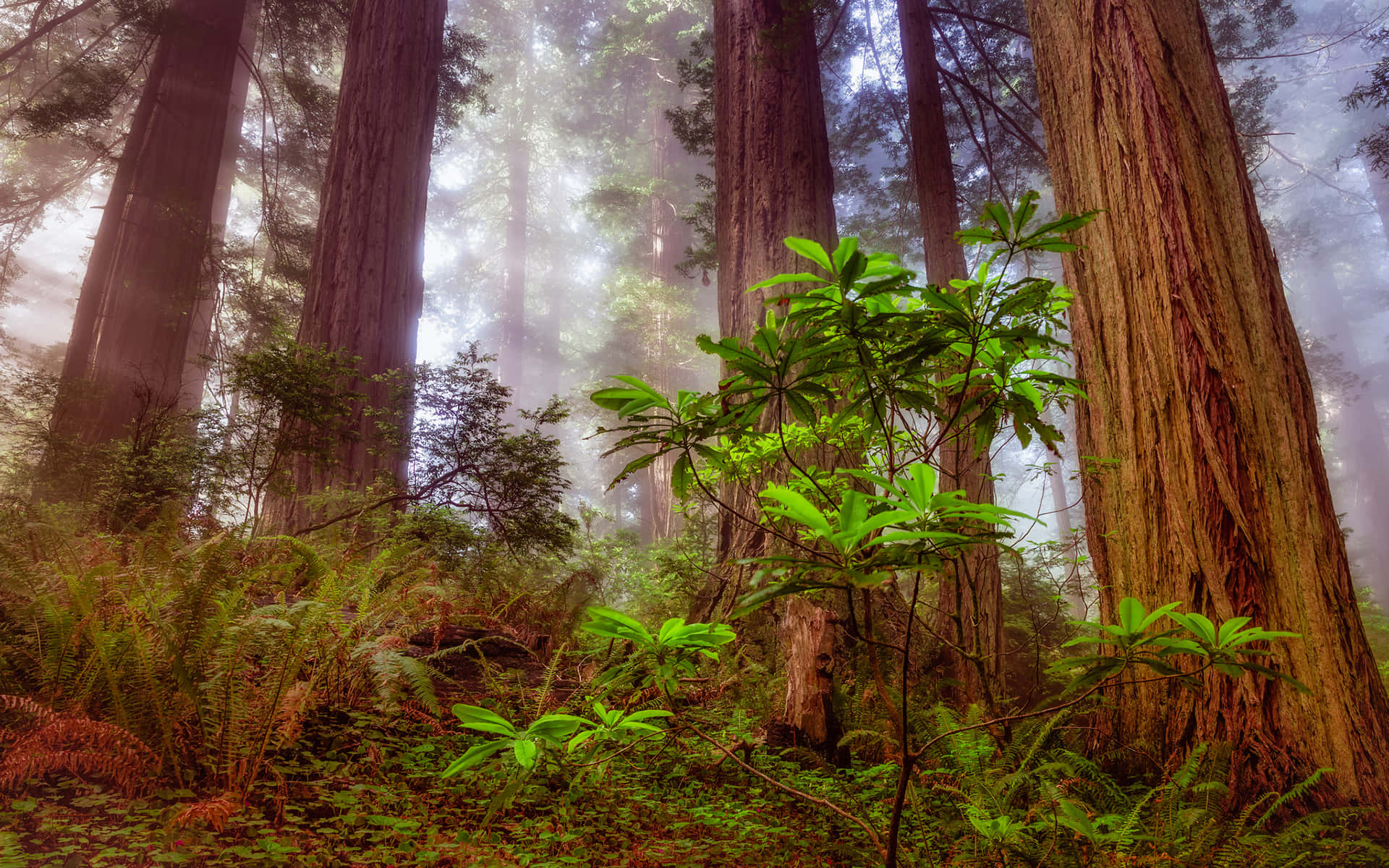 Majestic Redwood Trees in a National Park