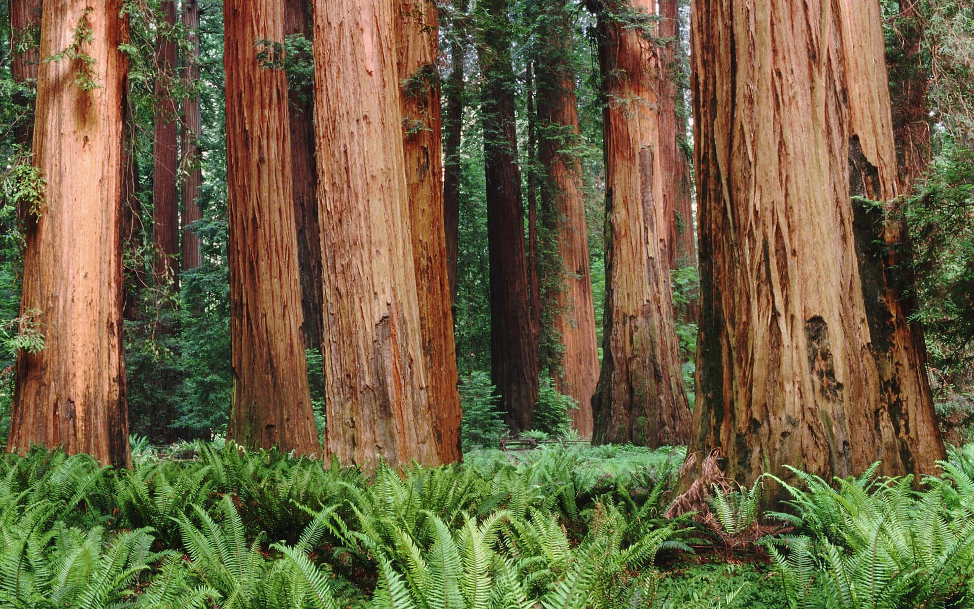 Majestic Redwood Trees Blooming in Springtime