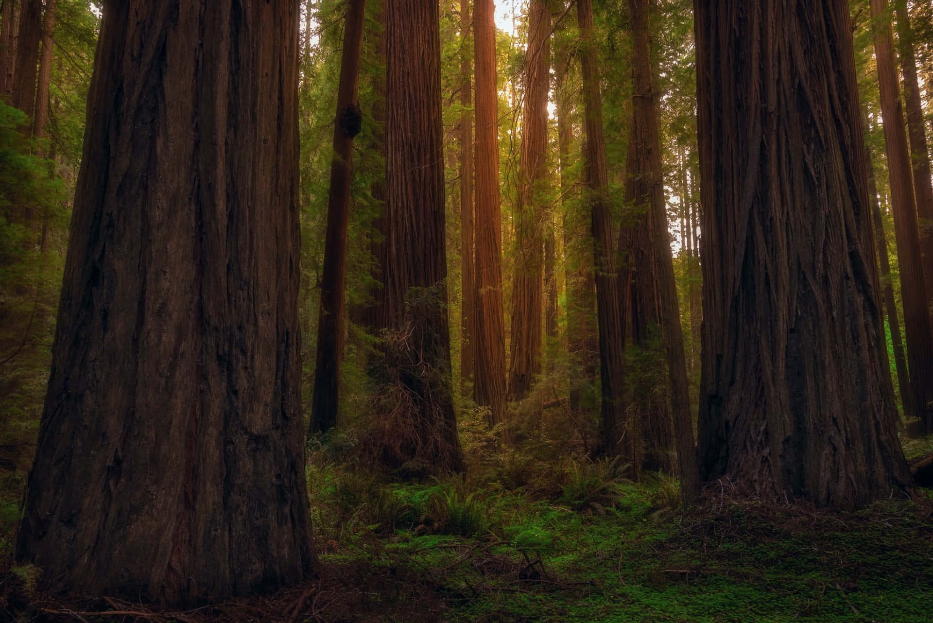 Forestadi Sequoie, California