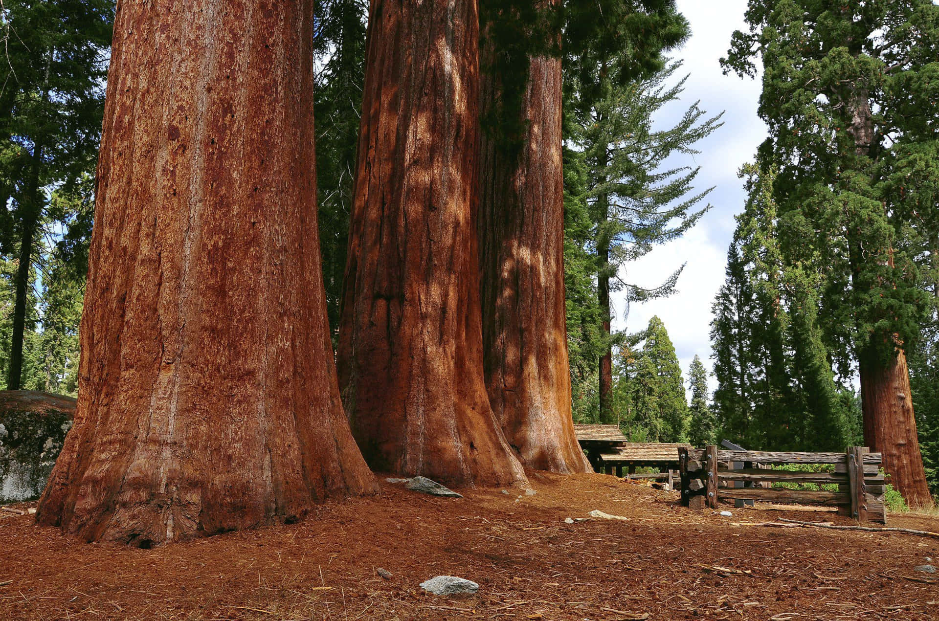 Alberidi Sequoia In Una Foresta