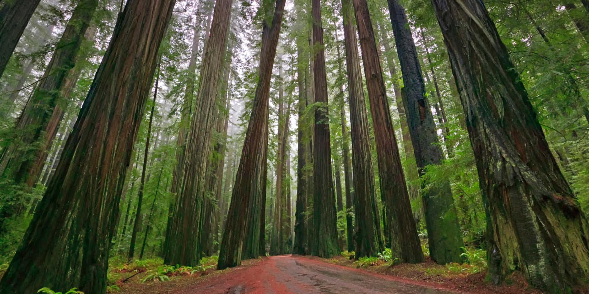 "The majestic and ancient Redwood trees of California".