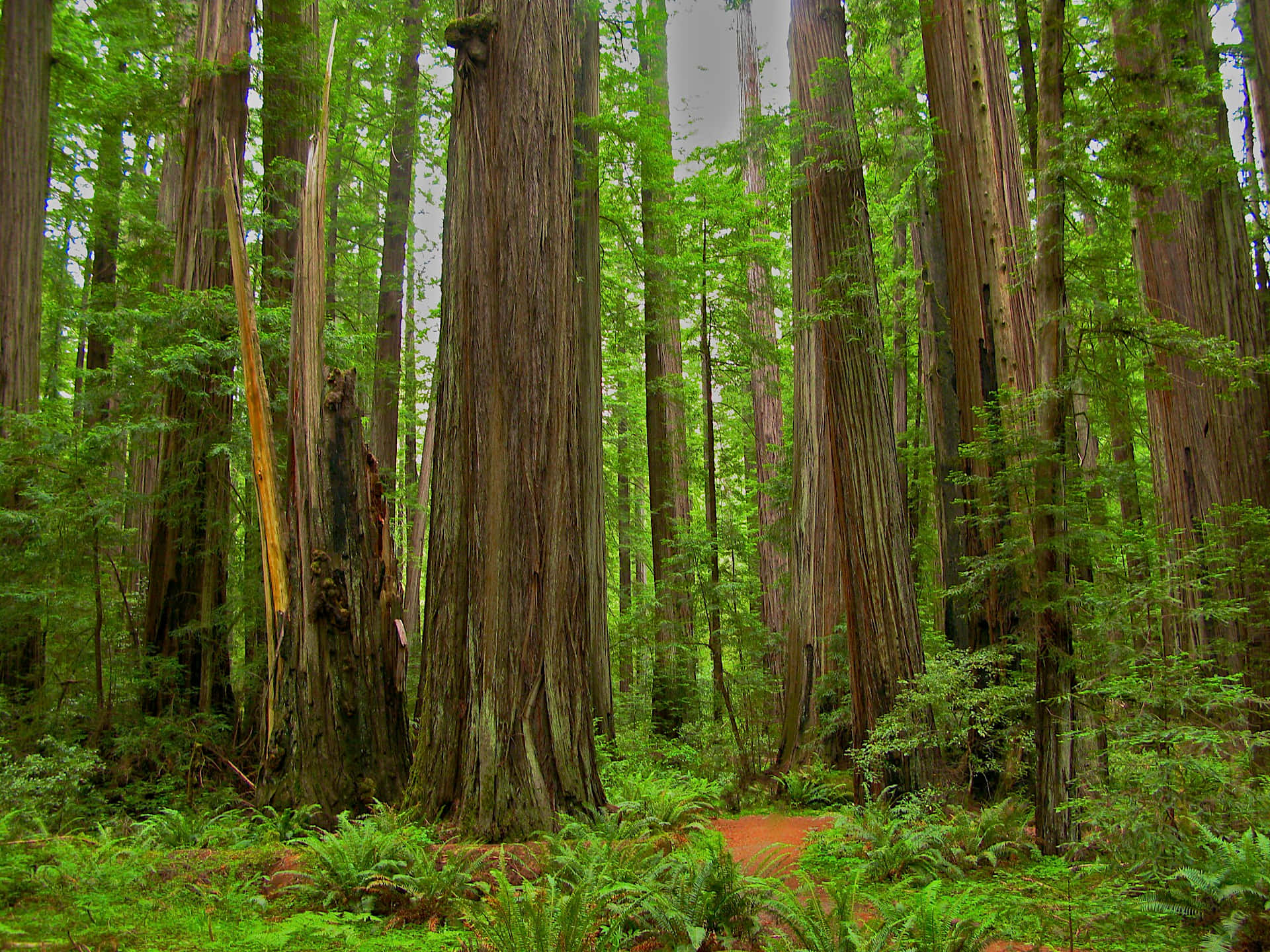 "Glorious Redwood Trees in Northern California."
