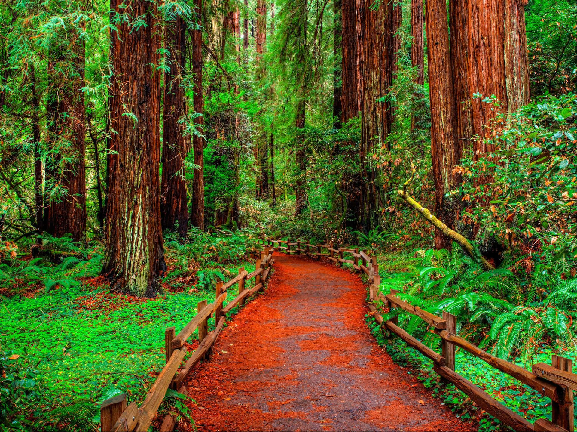 Igrandi Alberi Di Sequoie Dominano Su Una Vasta Foresta