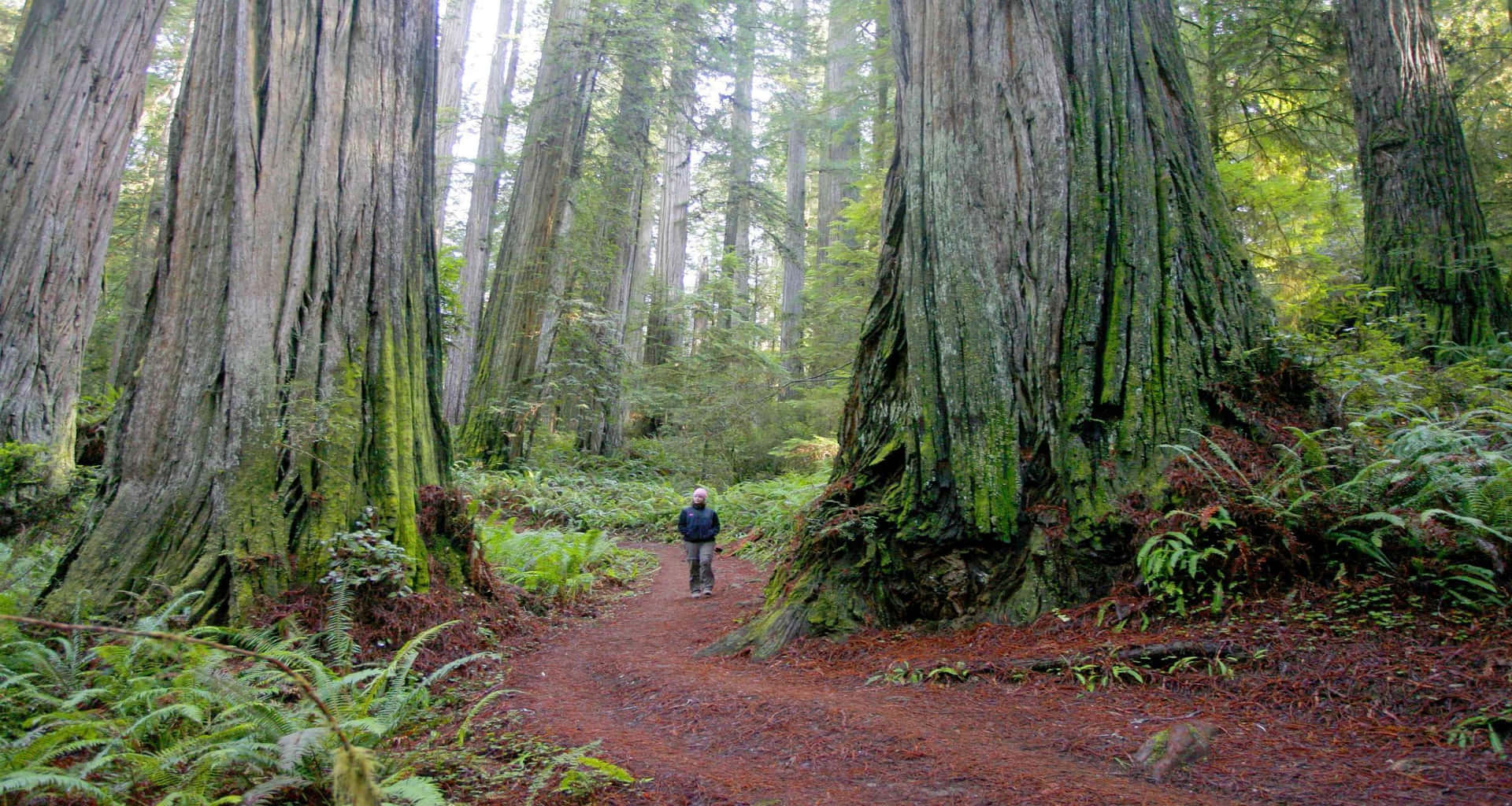 Stately Redwood Trees in a Foggy Forest