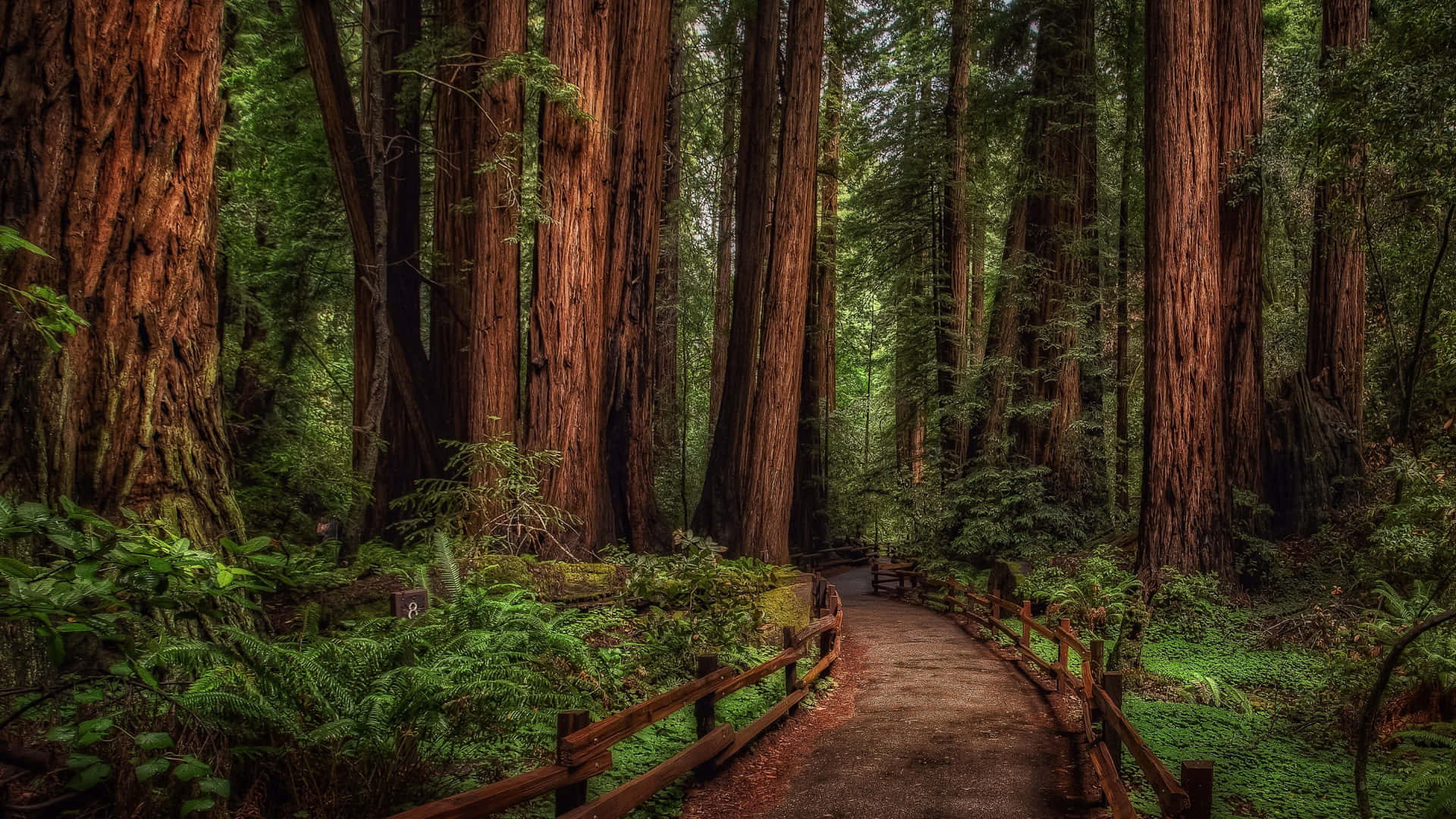 "The Magnificent Redwood Trees"