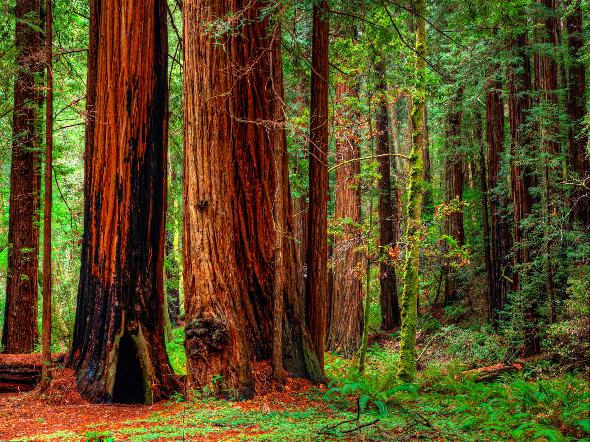 Unabellezza Senza Tempo - Alberi Di Sequoia