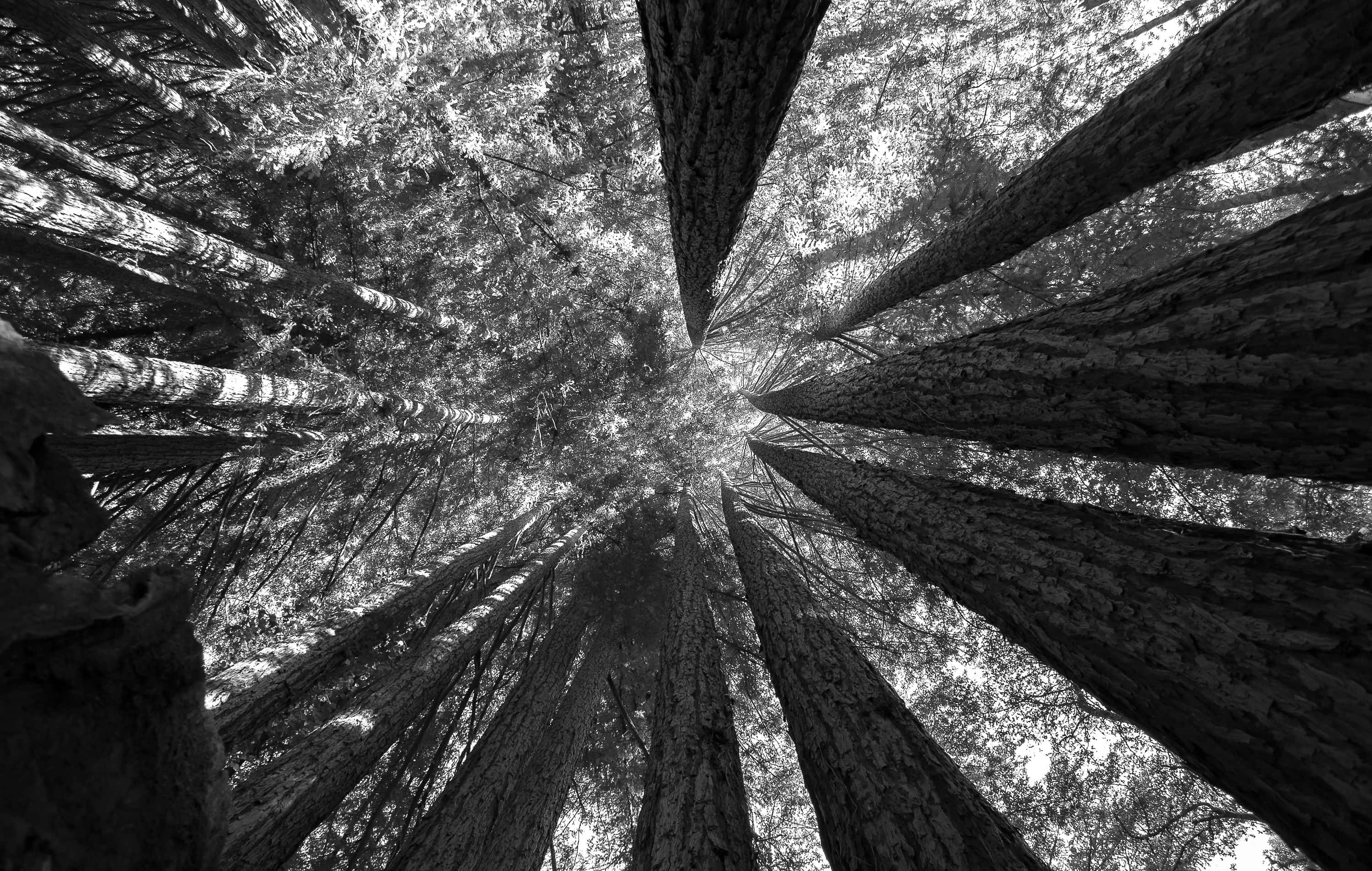 Bildmajestätiska Redwoodträd I Kalifornien