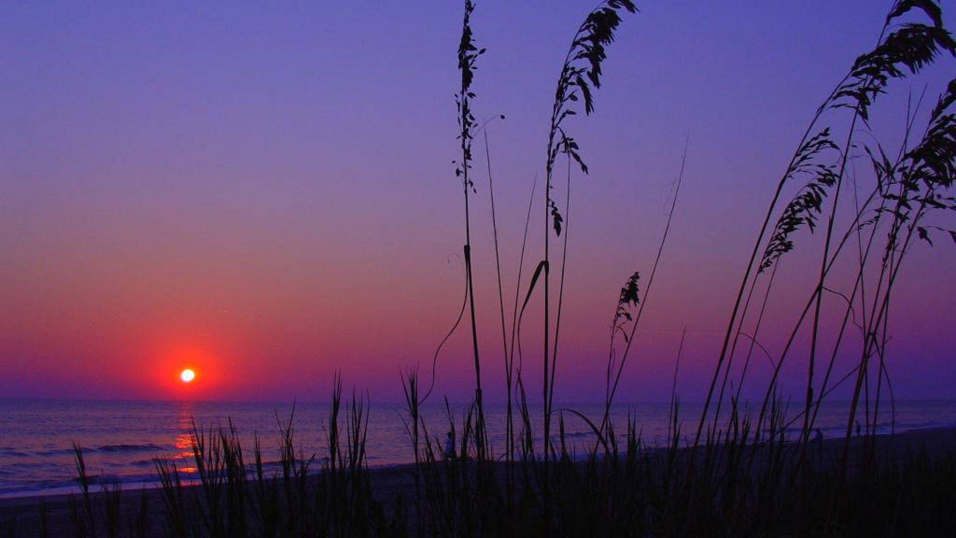 Reeds Silhouette At South Carolina Beach Wallpaper