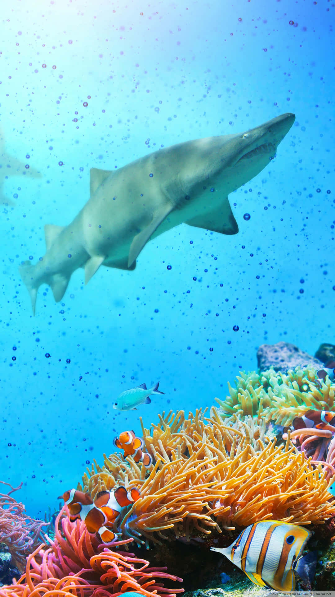 Reef Shark Swimming Above Coral Wallpaper
