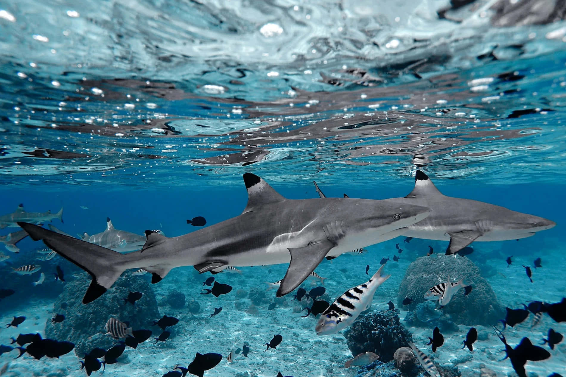 Reef Shark Swimming Among Fish.jpg Wallpaper