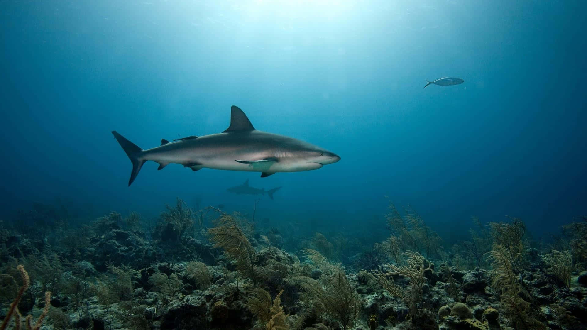 Reef Shark Swimming Over Coral Wallpaper