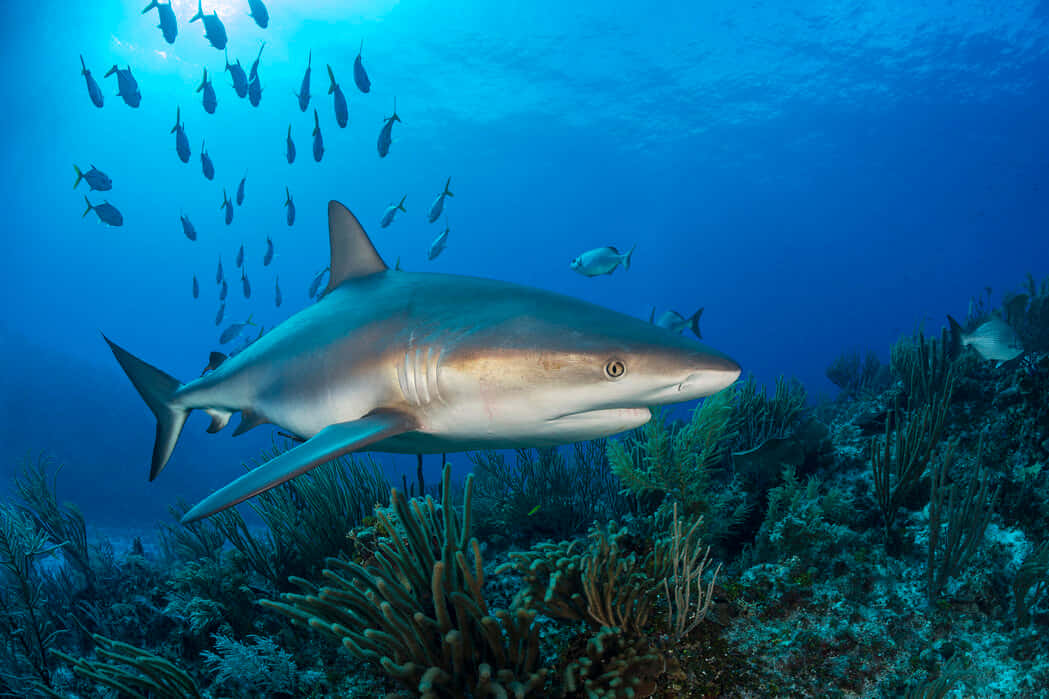 Reef Shark Swimming Underwater Coral Seascape Wallpaper