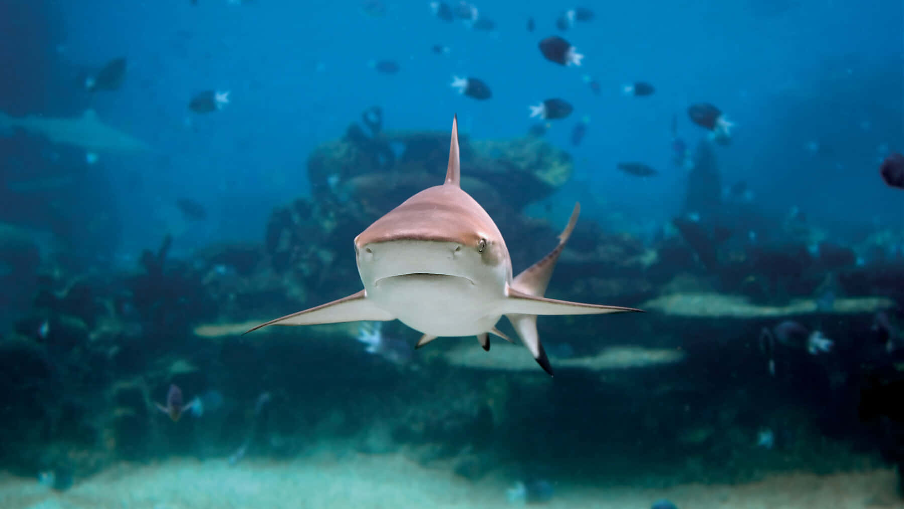 Reef Shark Swimming Underwater.jpg Wallpaper