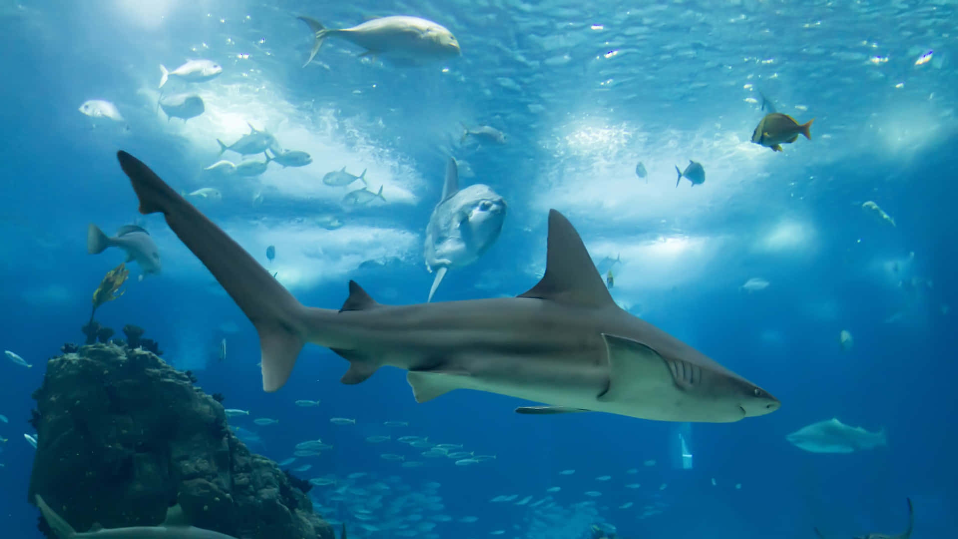 Reef Shark Swimming Underwater Wallpaper