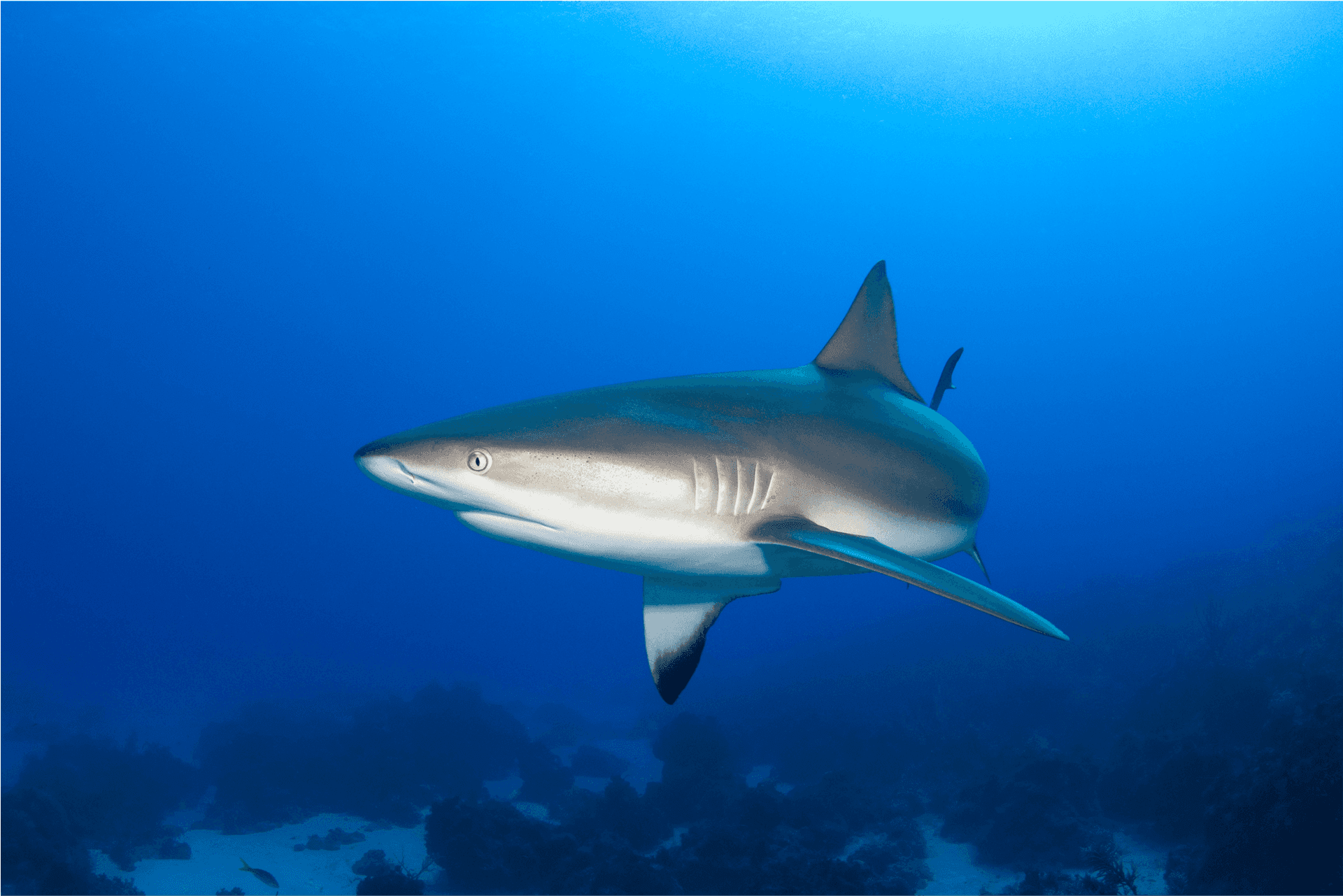 Reef Shark Swimming Underwater.png PNG